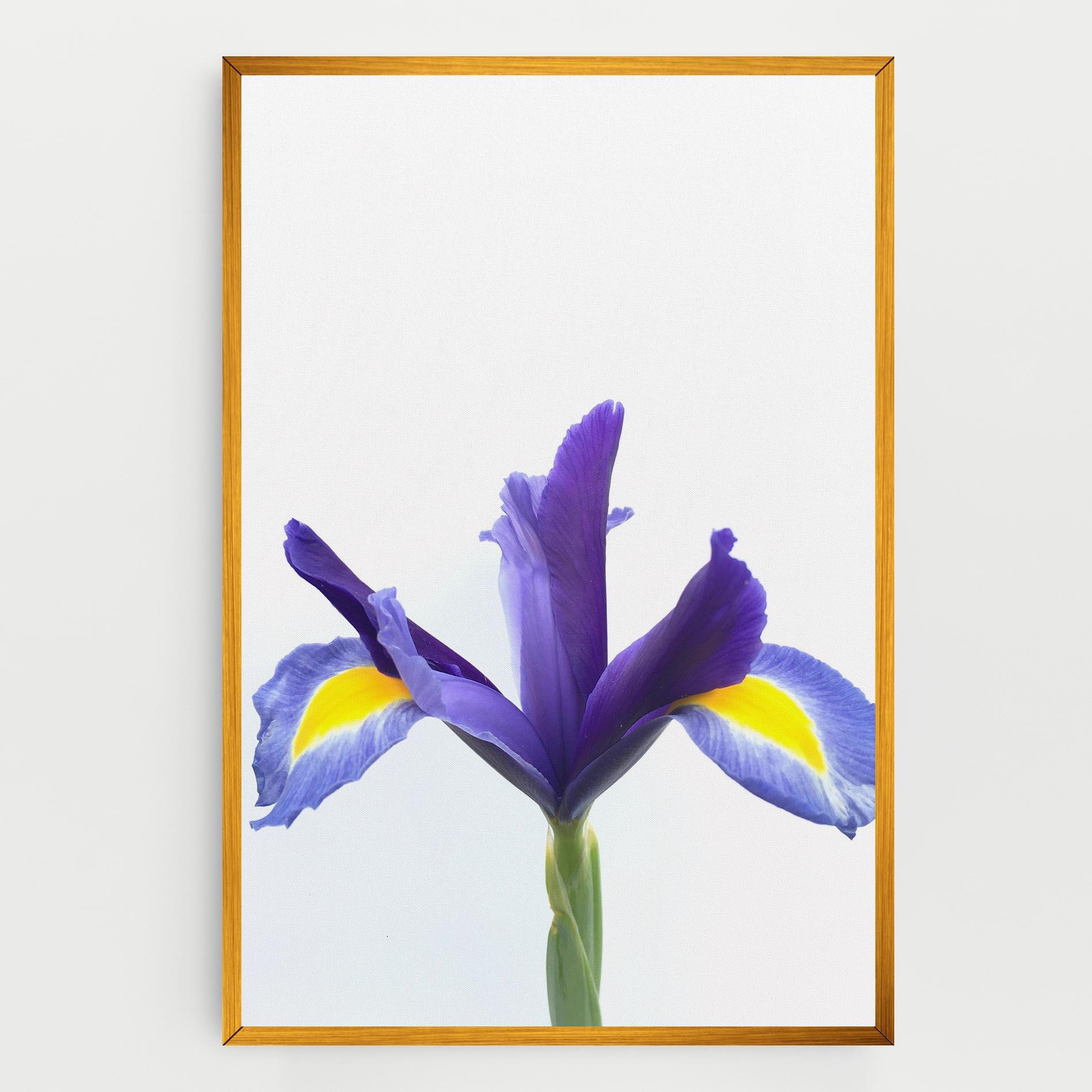 Vászonkép Yellow Color Iris mockup 0