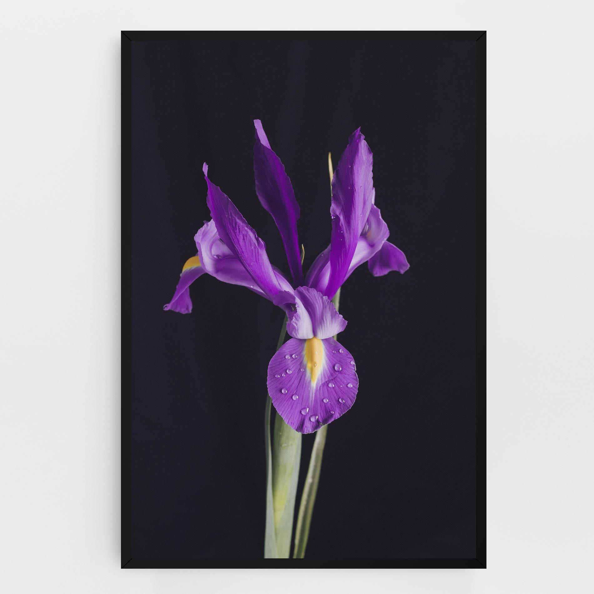Vászonkép Fresh Purple Iris mockup 0