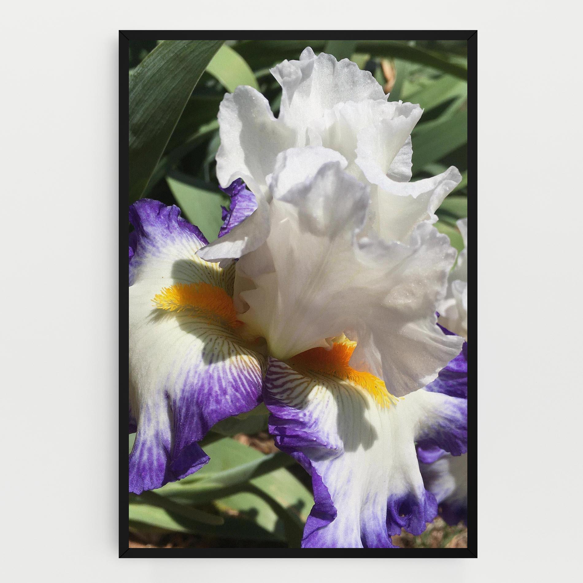 Vászonkép Garden White Purple Irirs mockup 0