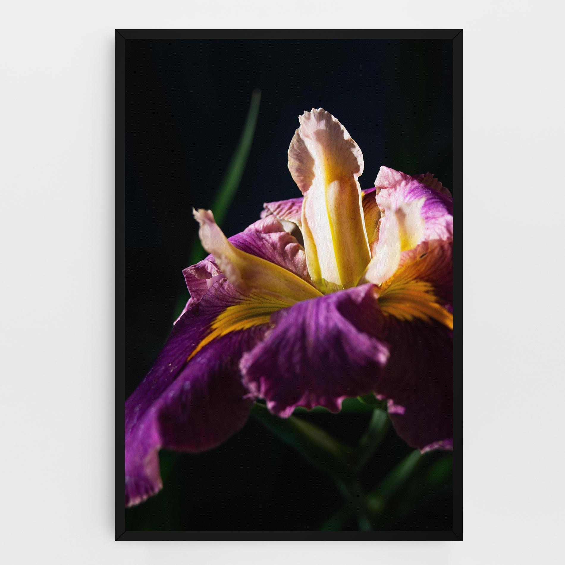 Vászonkép Pastel Yellow Iris mockup 0
