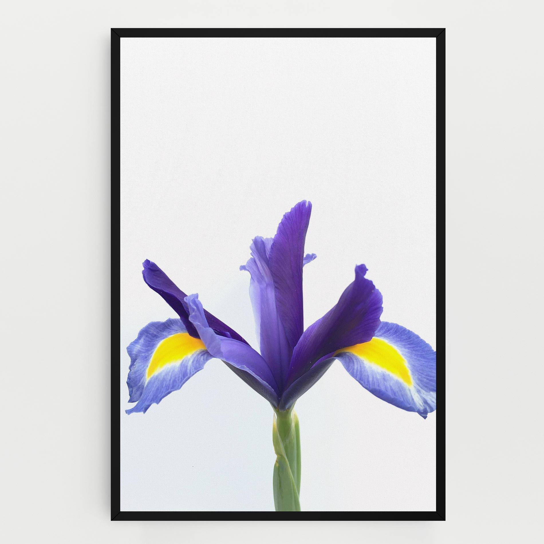 Vászonkép Yellow Color Iris mockup 0