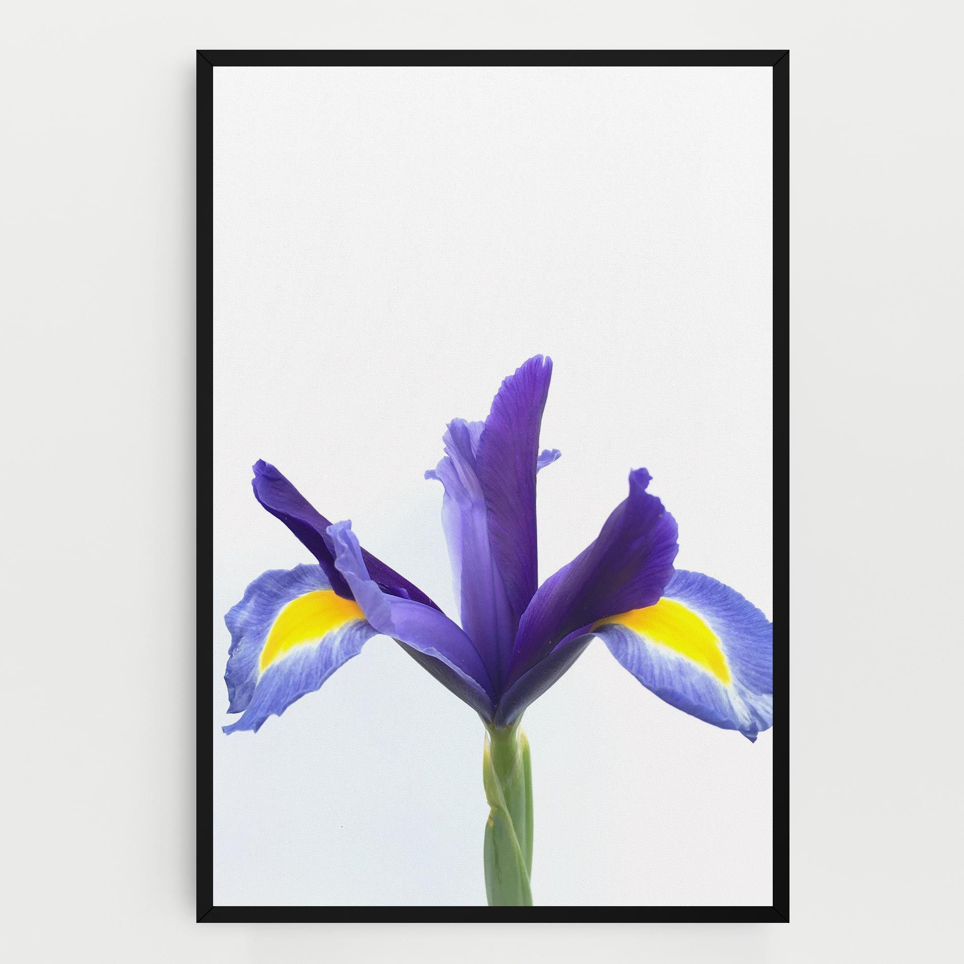Yellow Color Iris mockup 0