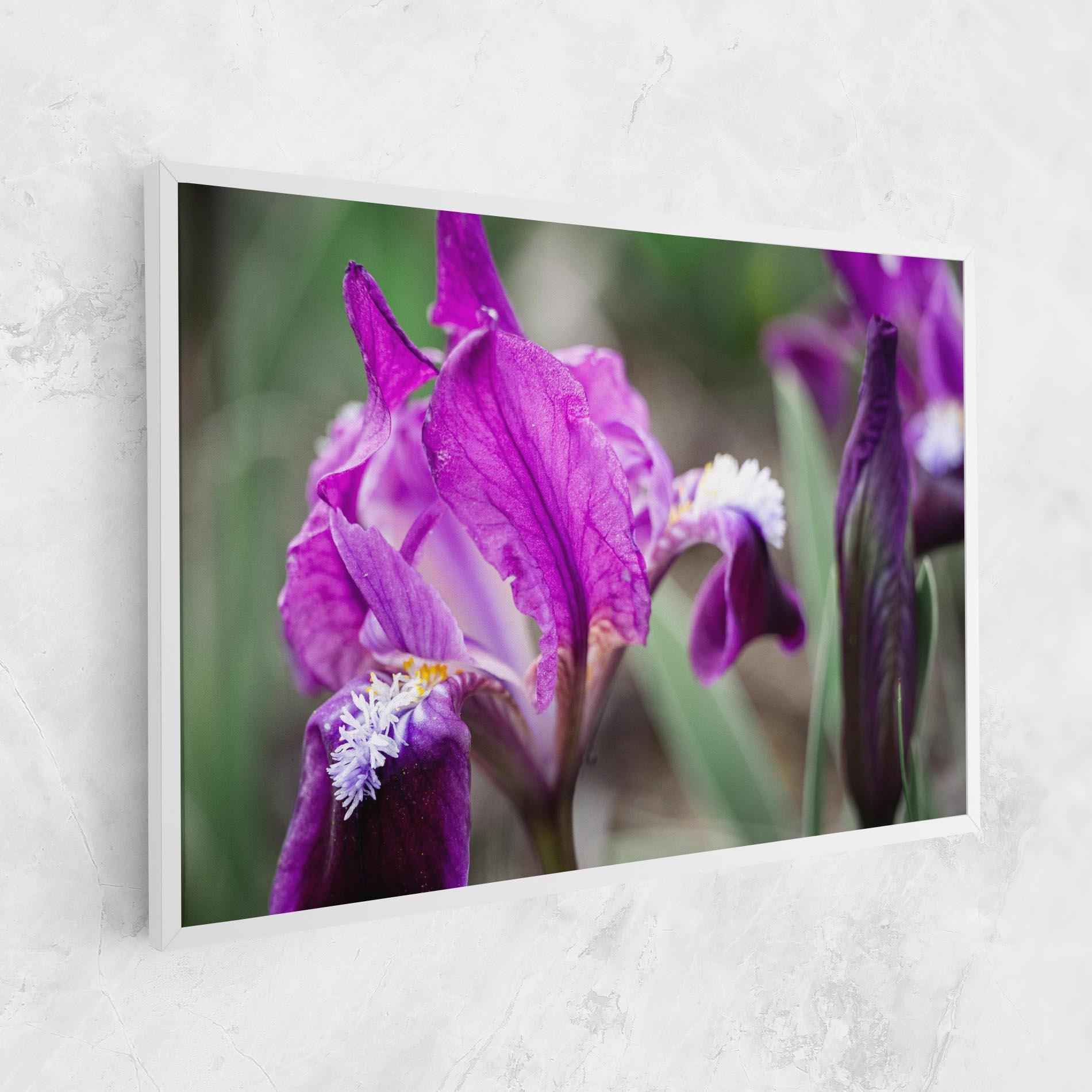 Vászonkép Dark Pink Iris mockup 1