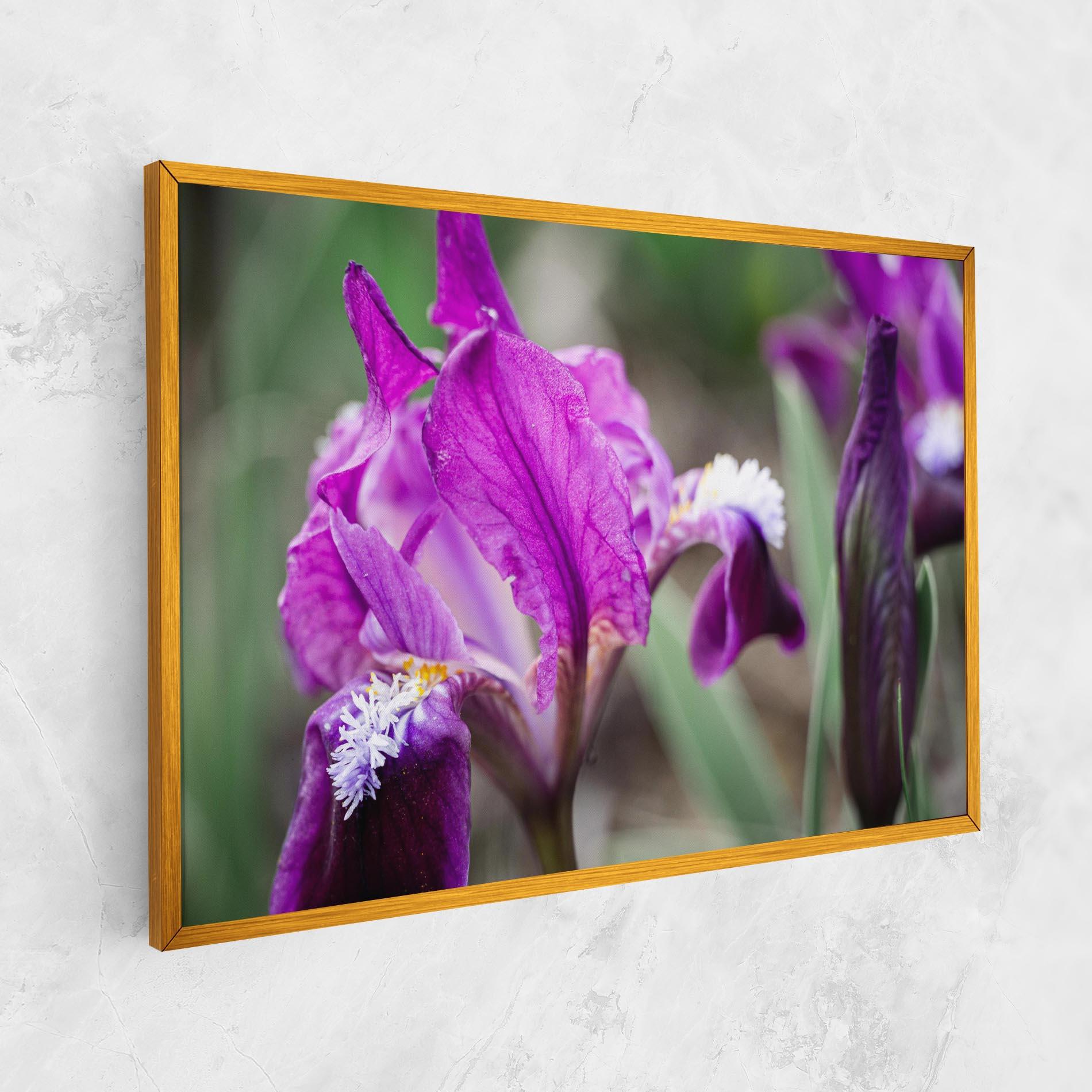 Vászonkép Dark Pink Iris mockup 1