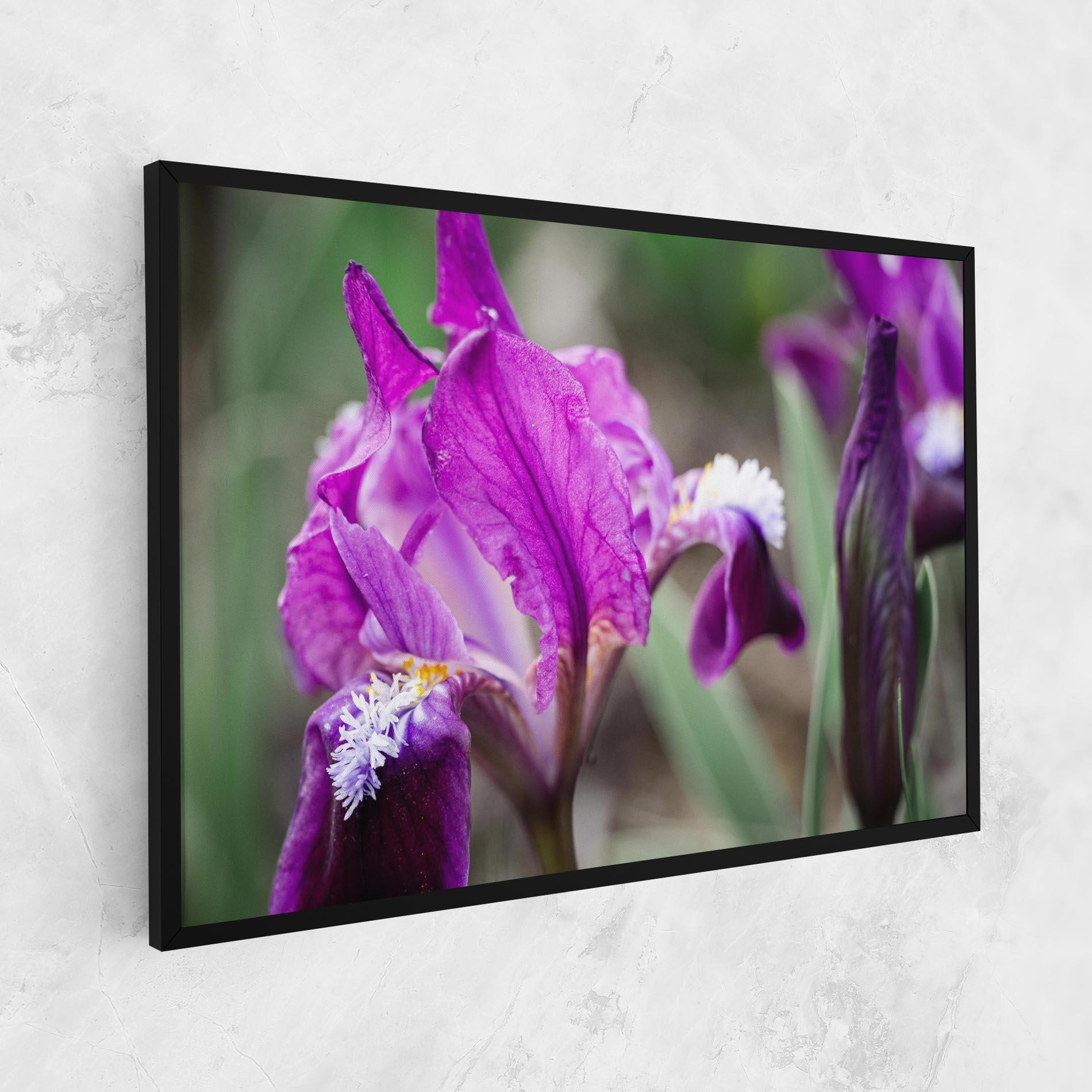 Vászonkép Dark Pink Iris mockup 1