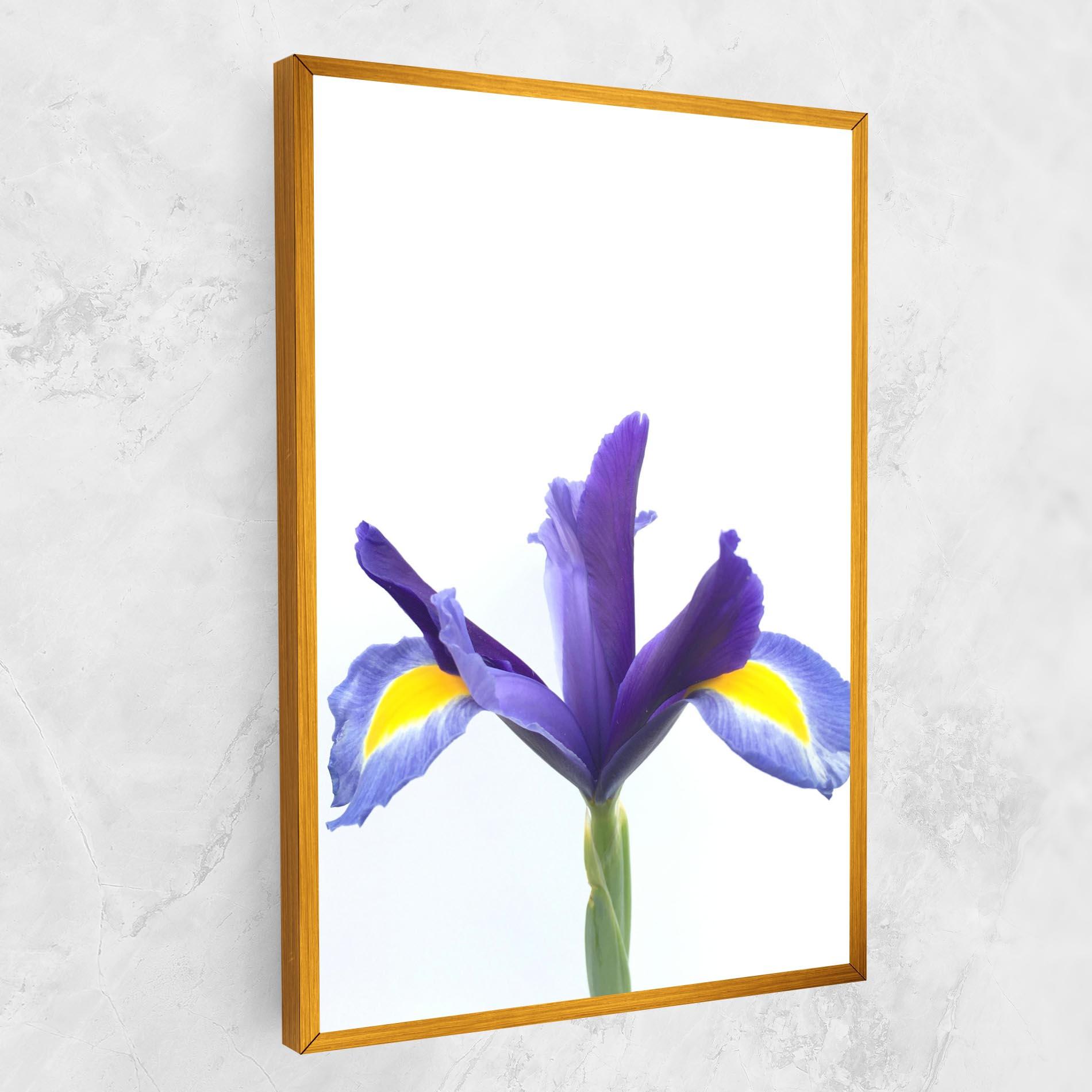 Vászonkép Yellow Color Iris mockup 1