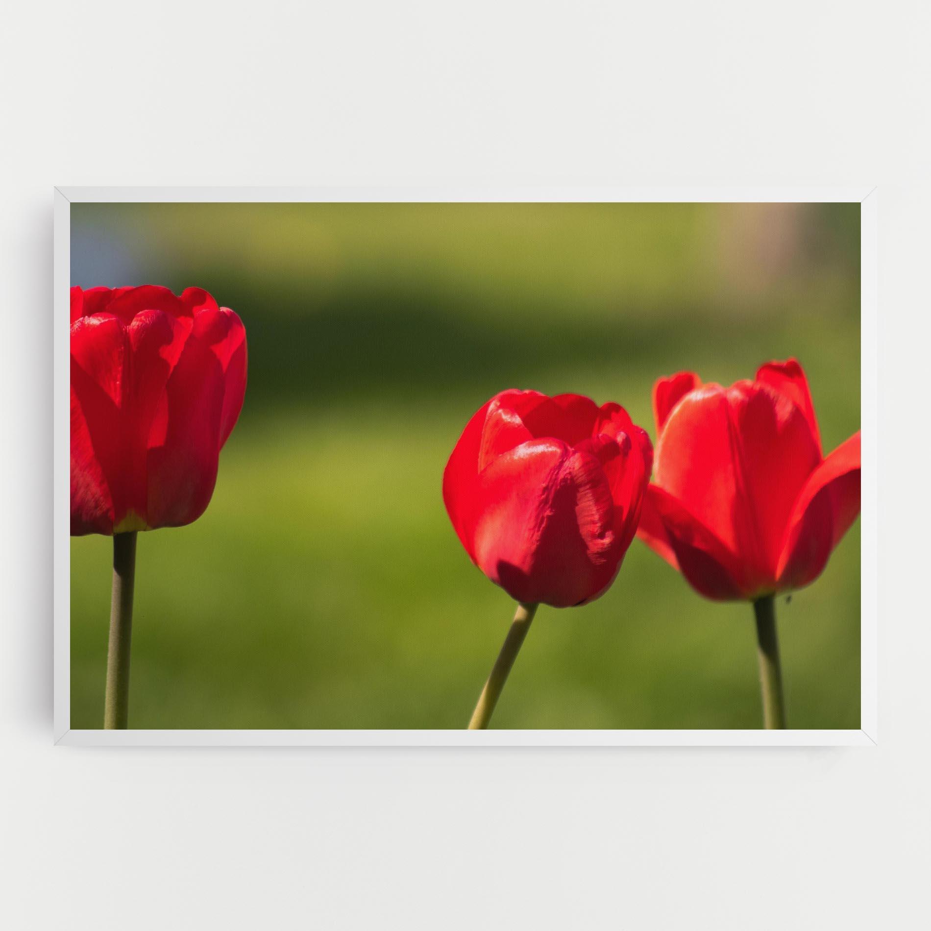 Vászonkép 3 Red Tulips mockup 0
