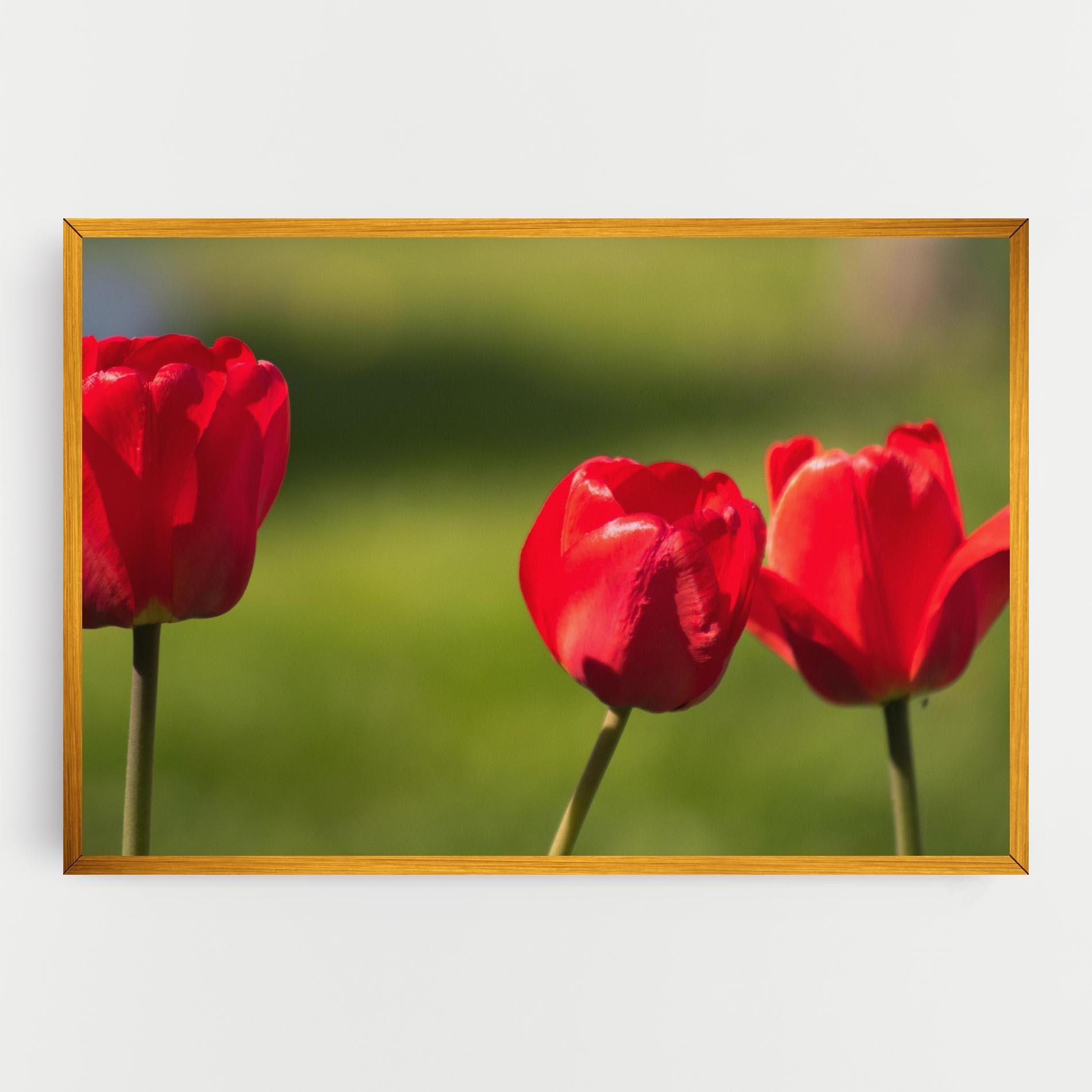 Vászonkép 3 Red Tulips mockup 0