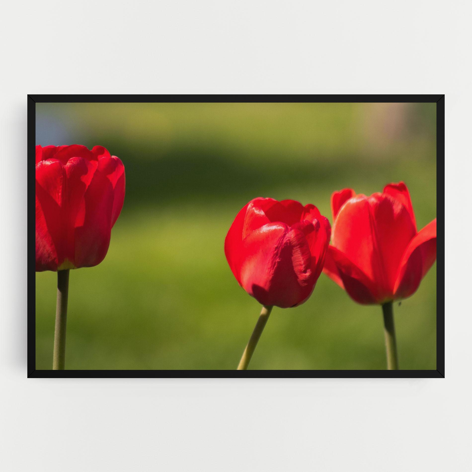 Vászonkép 3 Red Tulips mockup 0