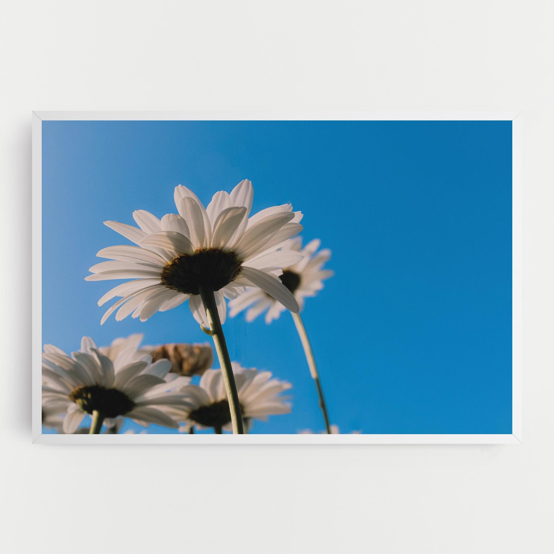 Vászonkép Blue Sky Daisy mockup 0
