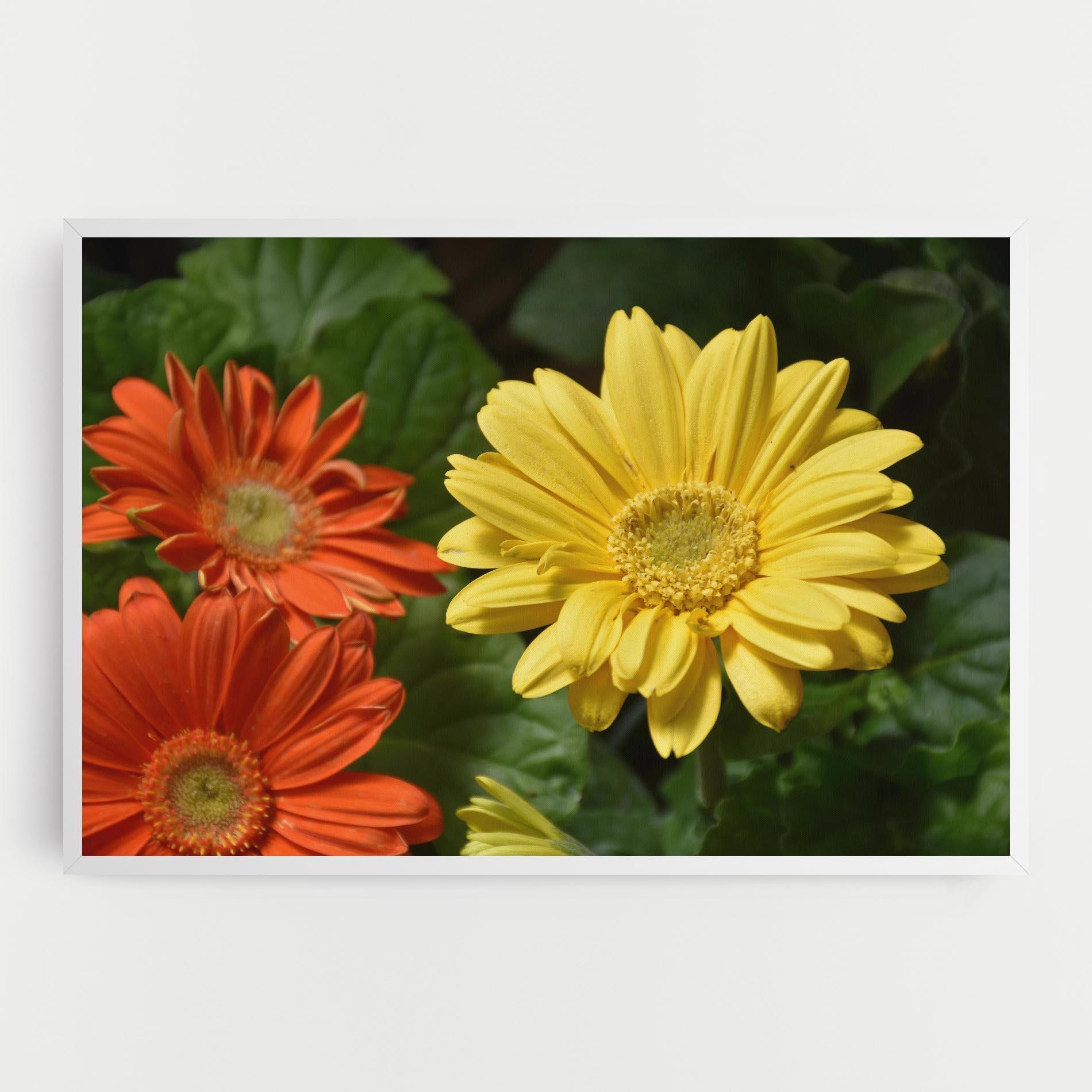 Vászonkép Orange Yellow Daisy mockup 0