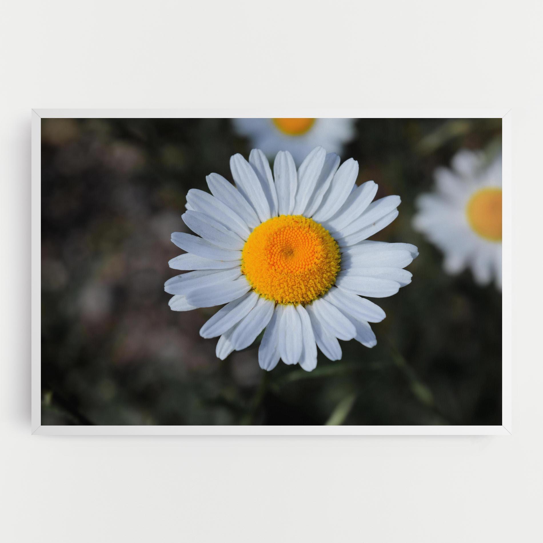 Vászonkép Strong Yellow Daisy mockup 0