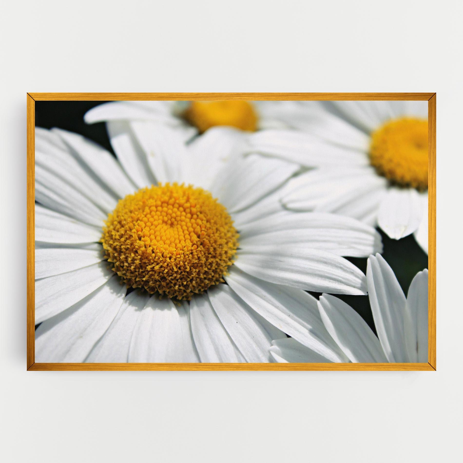 Vászonkép Big Daisies mockup 0