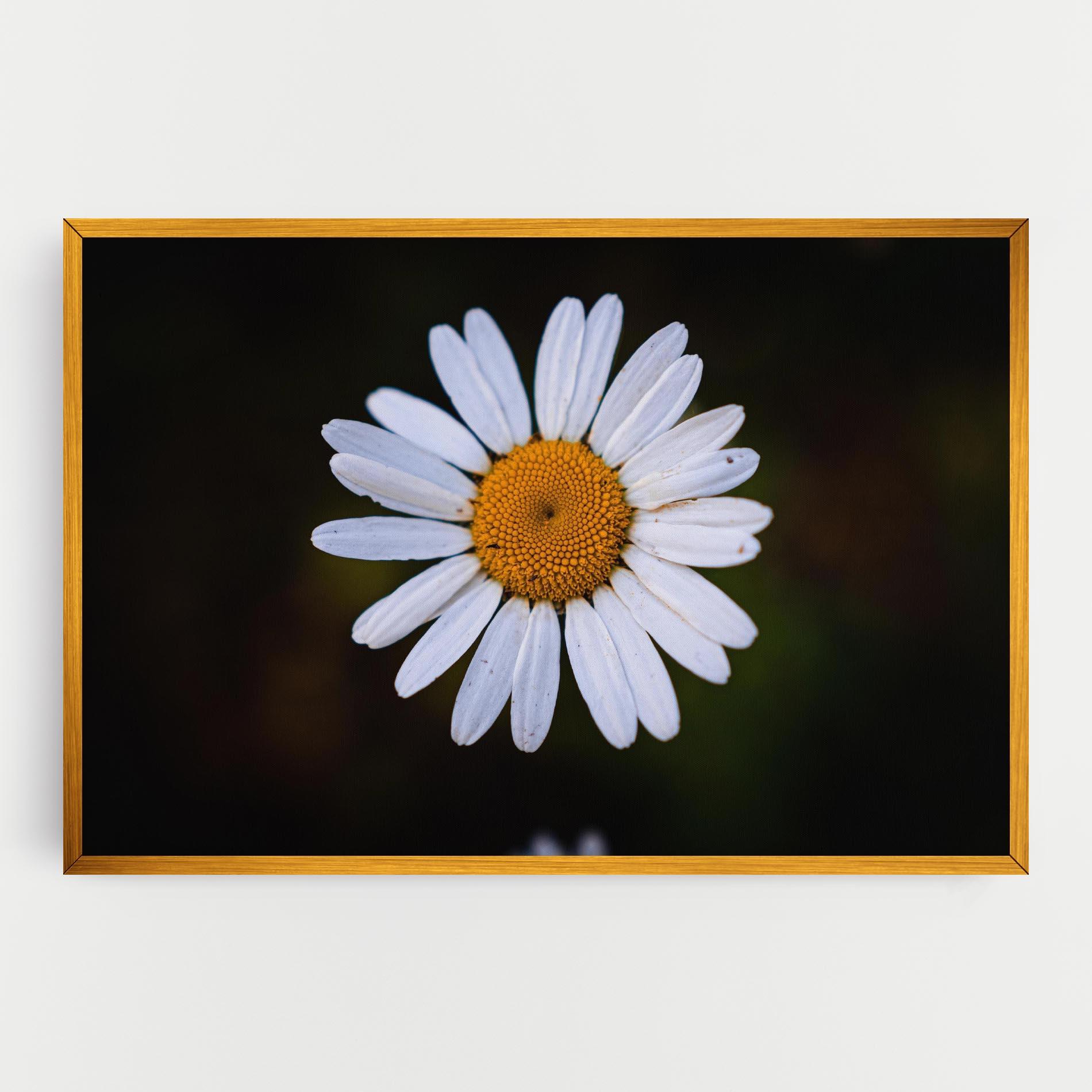 Vászonkép Big Yellow Center Daisy mockup 0
