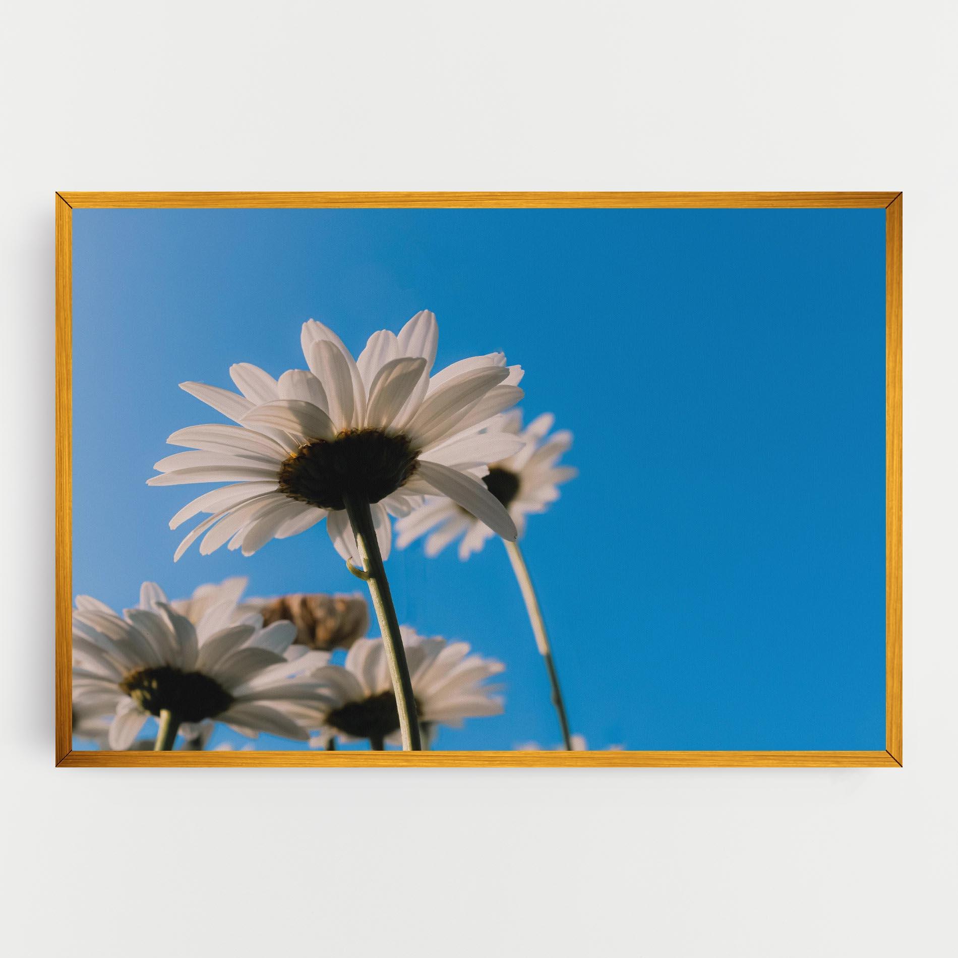 Vászonkép Blue Sky Daisy mockup 0