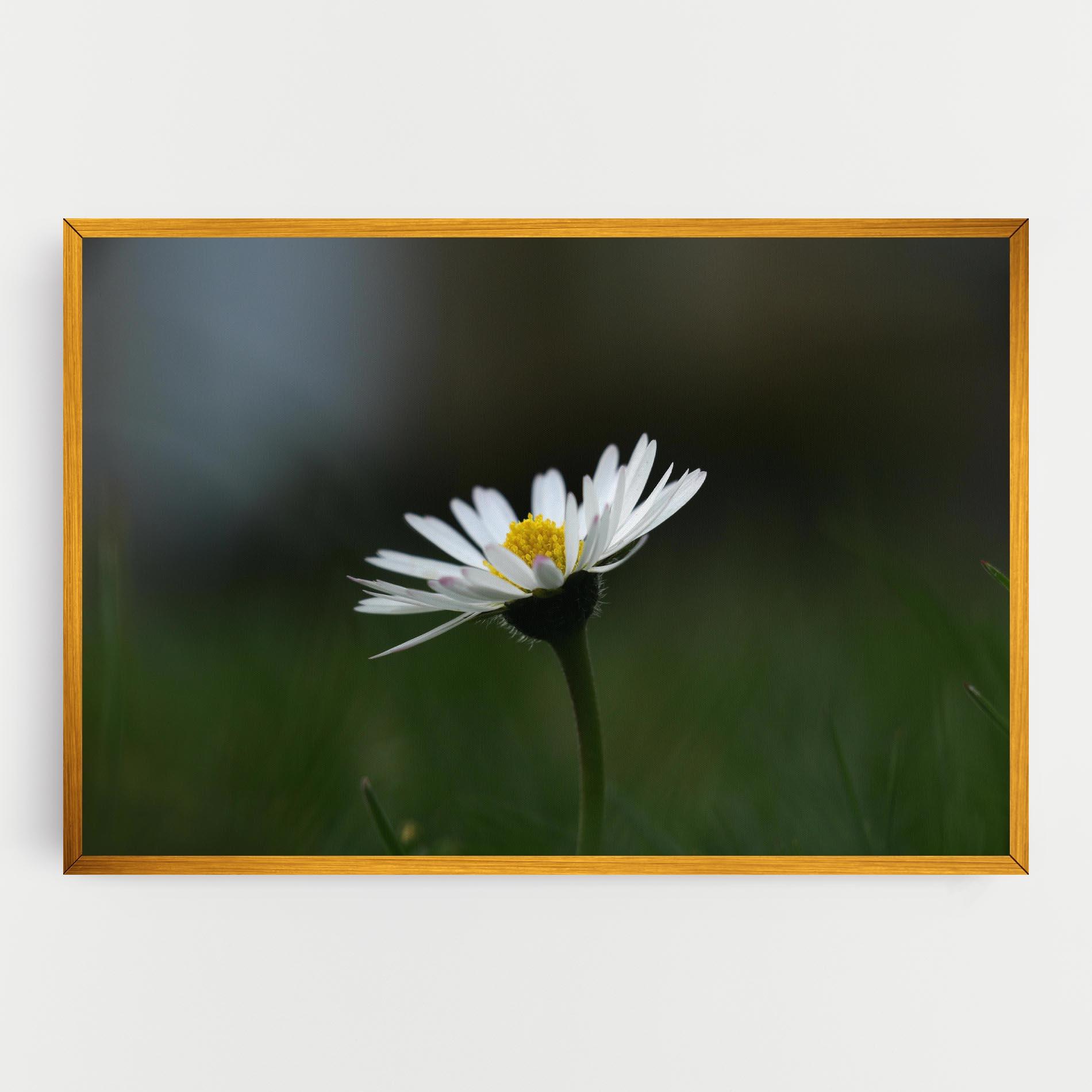 Vászonkép Garden Daisy mockup 0