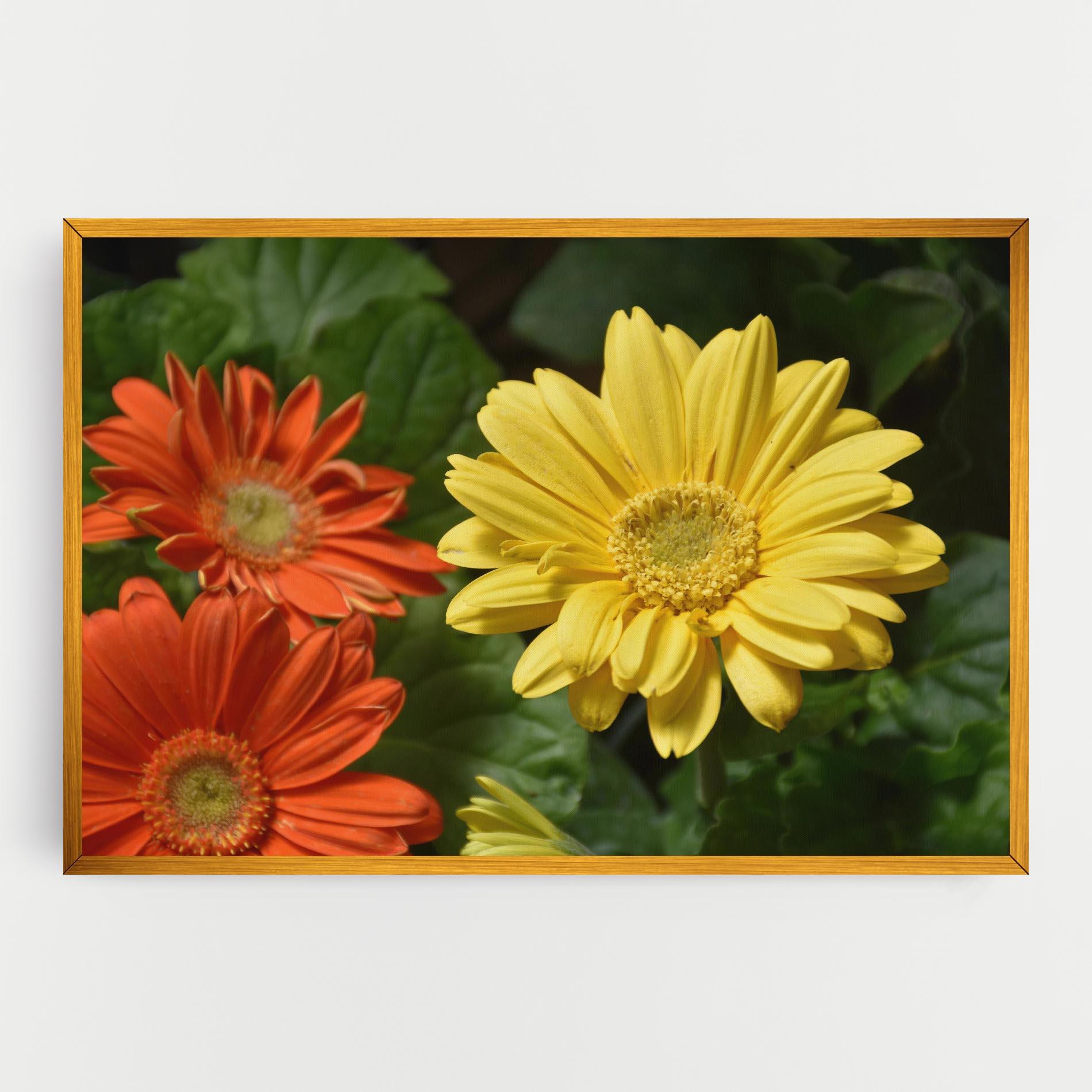 Vászonkép Orange Yellow Daisy mockup 0