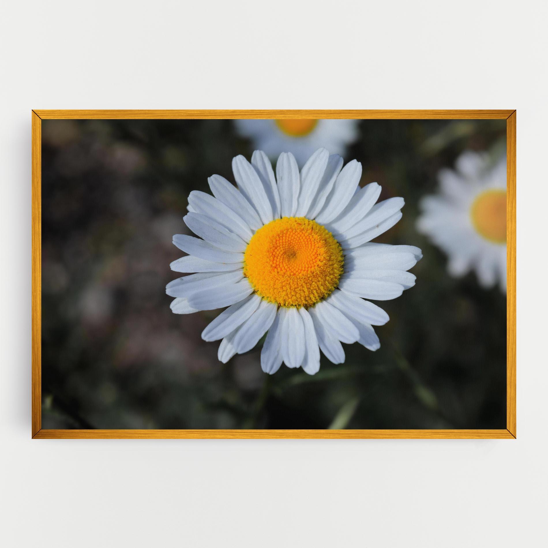 Vászonkép Strong Yellow Daisy mockup 0