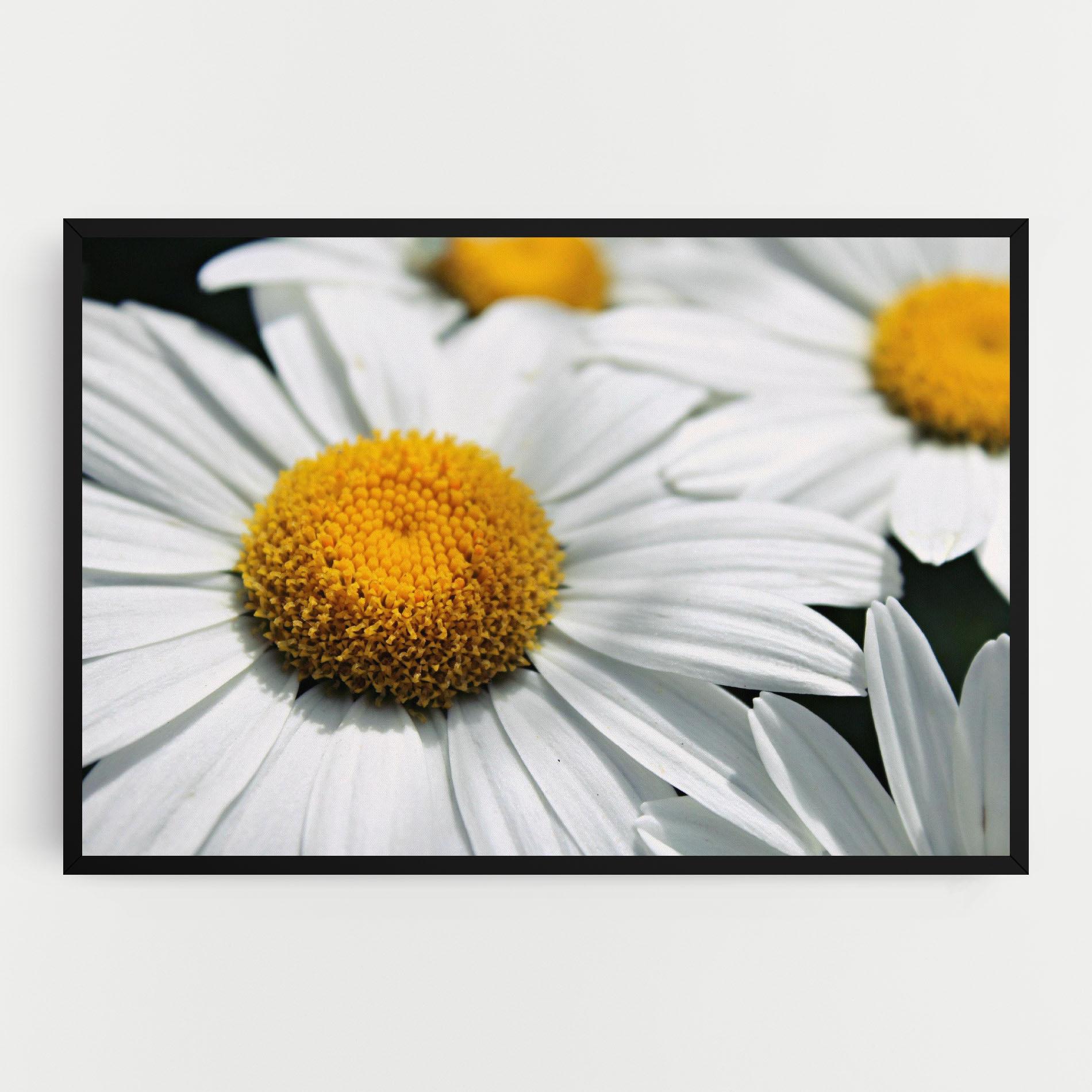Vászonkép Big Daisies mockup 0