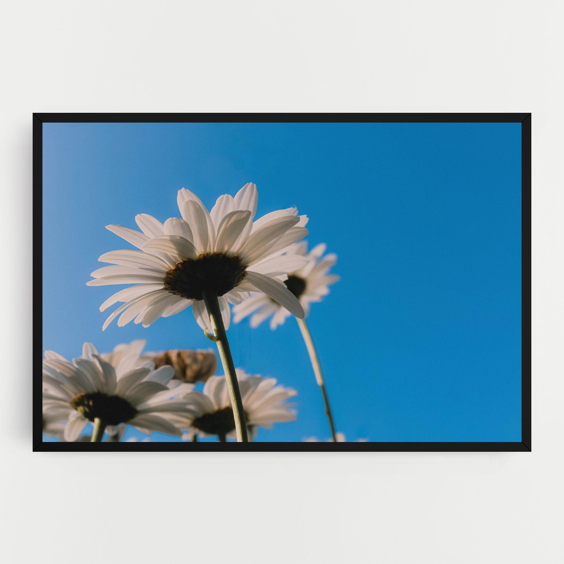 Vászonkép Blue Sky Daisy mockup 0