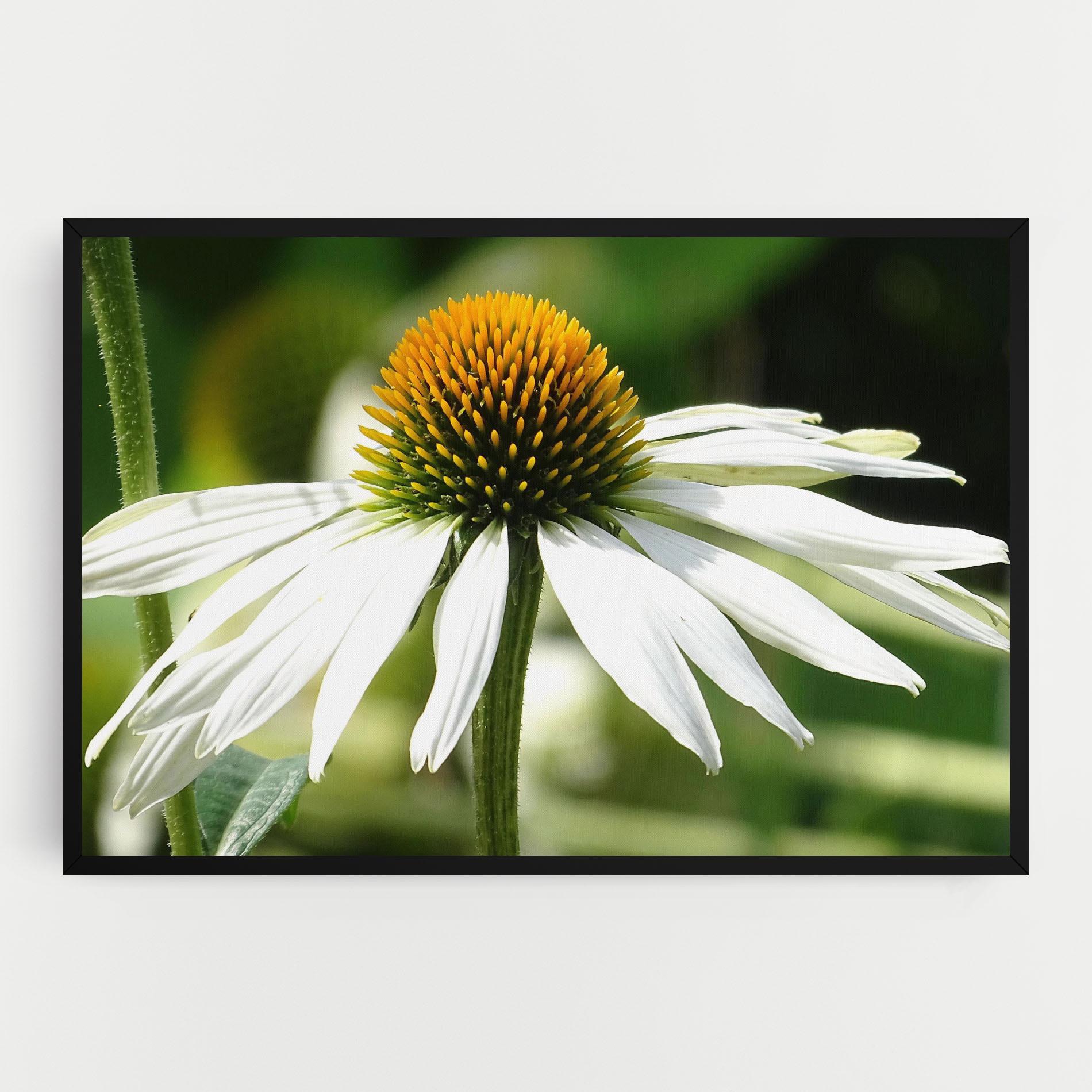 Vászonkép Green Daisy mockup 0