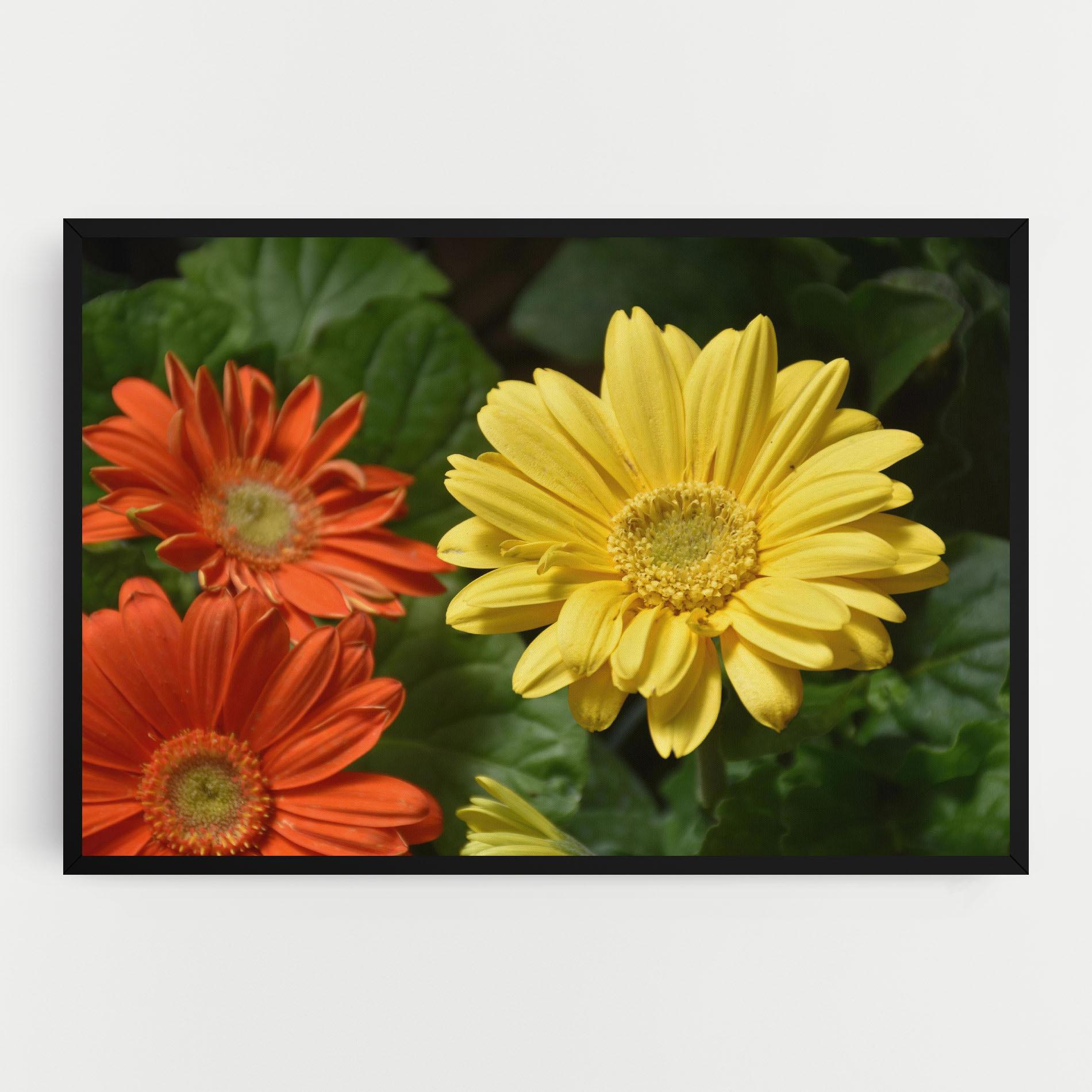 Vászonkép Orange Yellow Daisy mockup 0