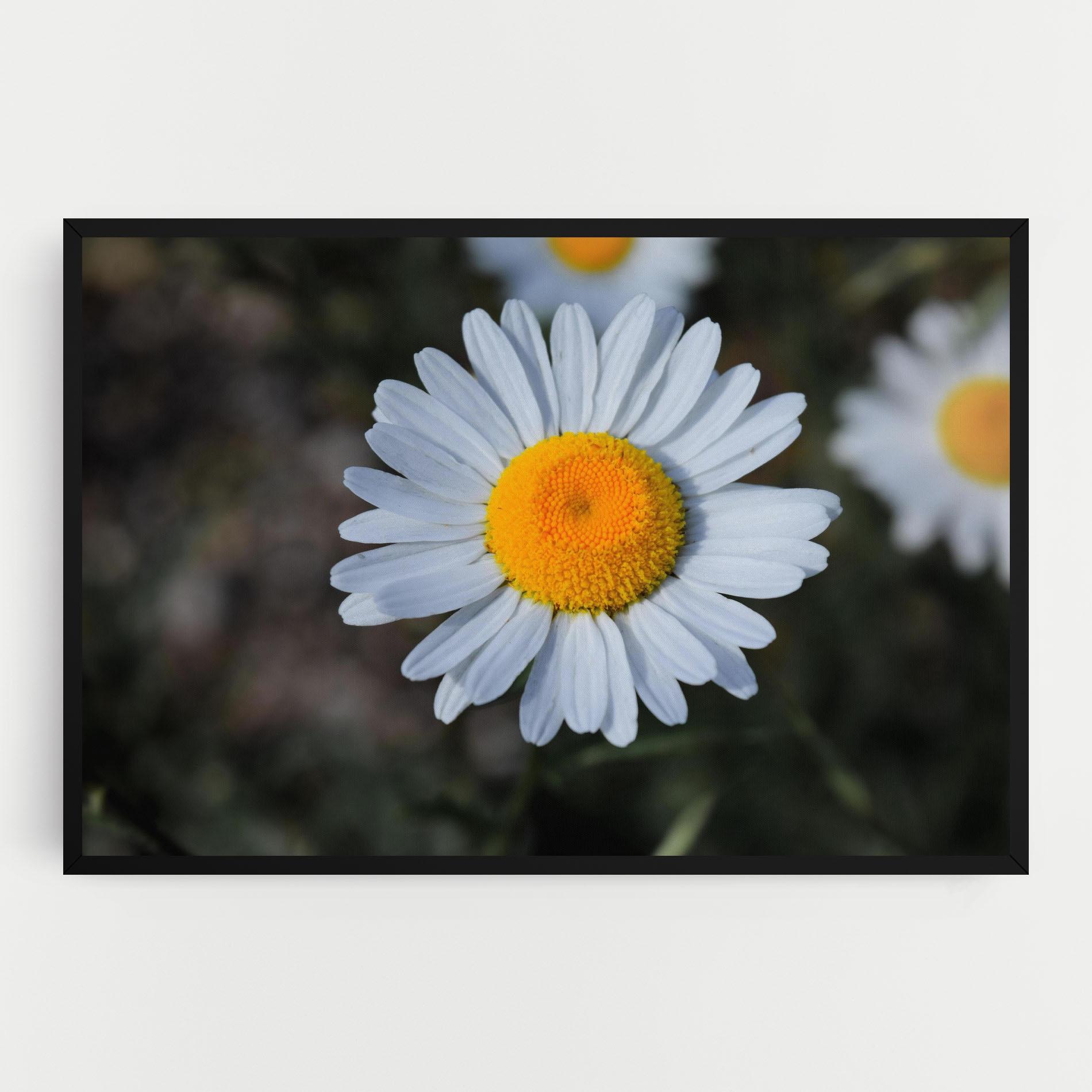 Vászonkép Strong Yellow Daisy mockup 0