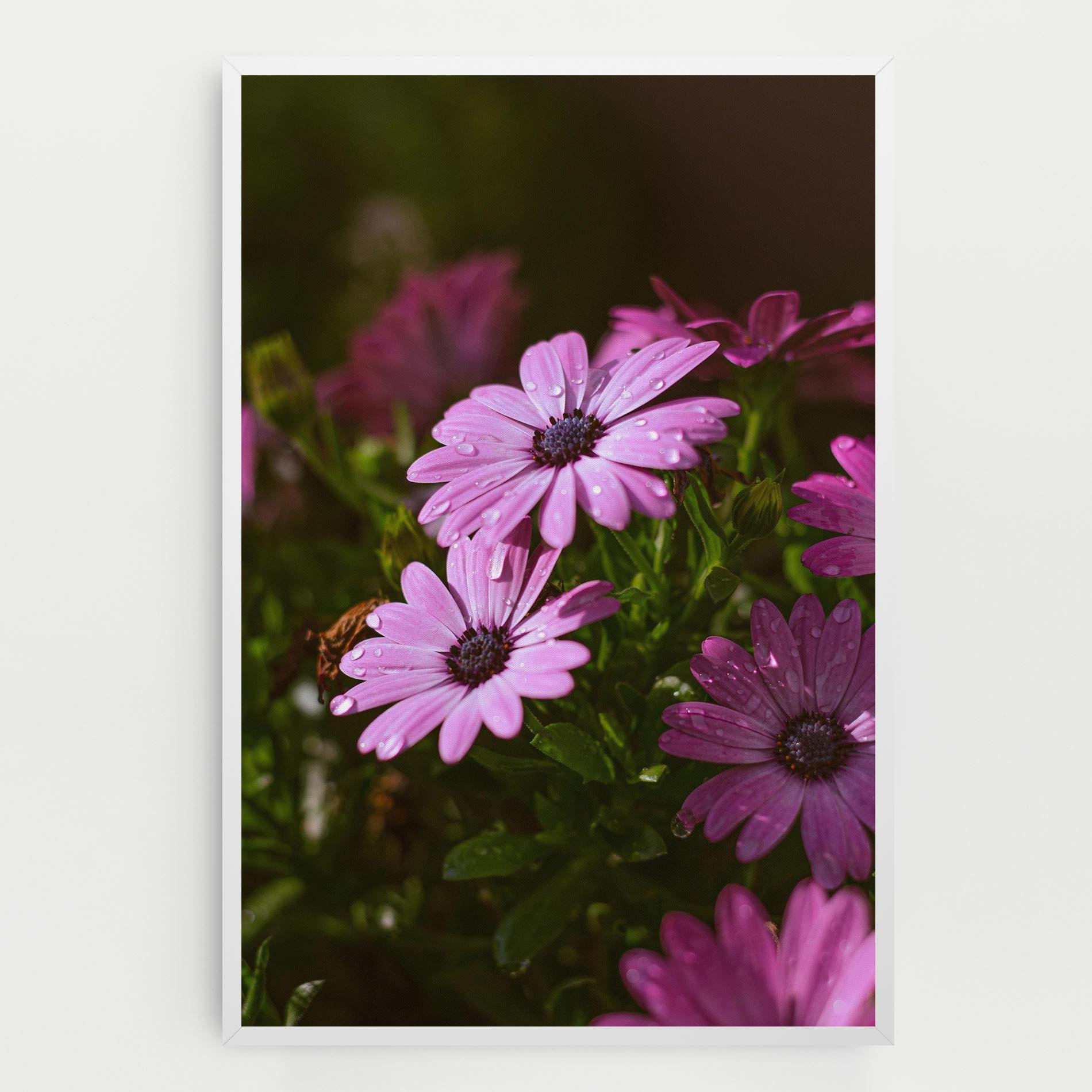 Vászonkép Purple Daisy mockup 0