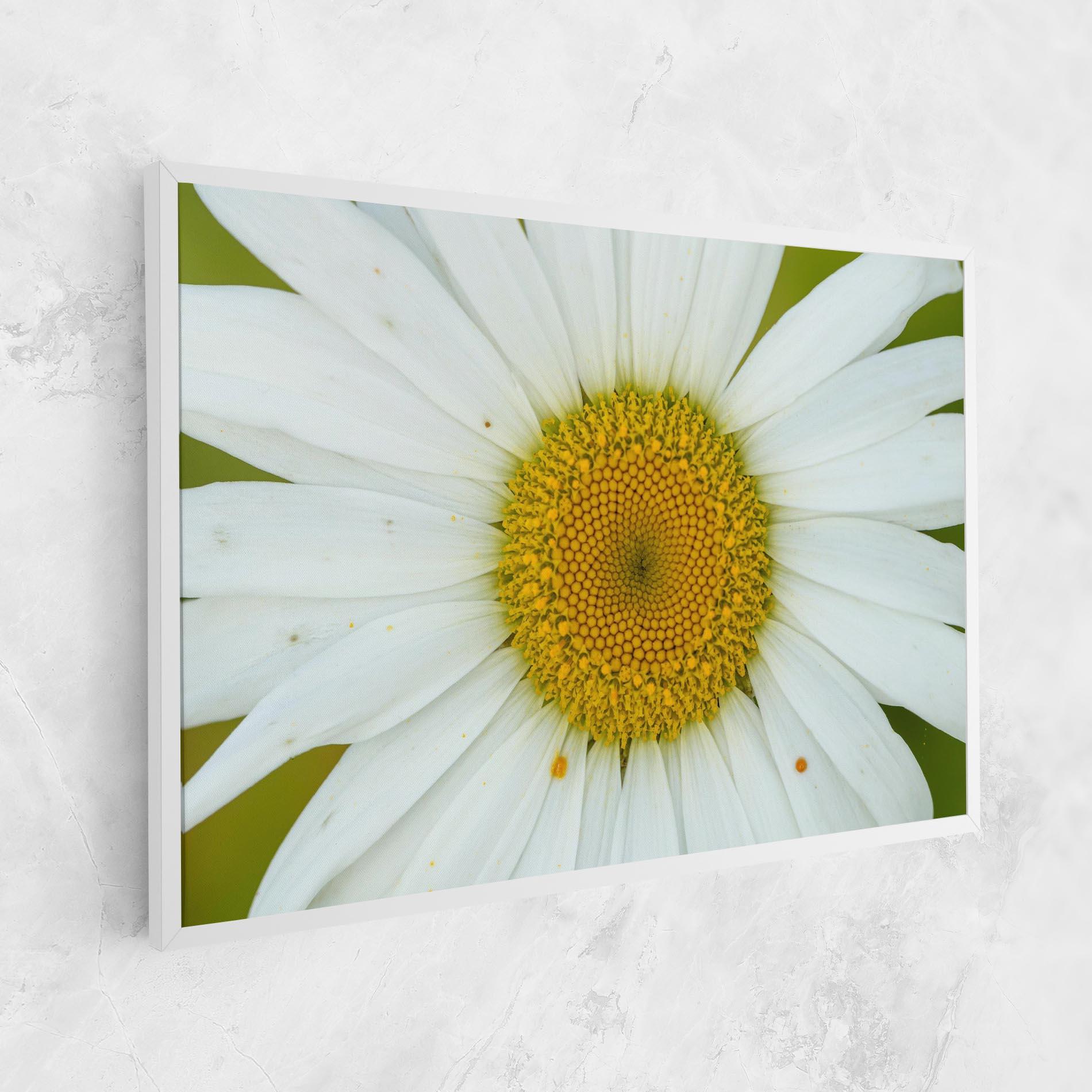 Vászonkép Daisy Close Up mockup 1