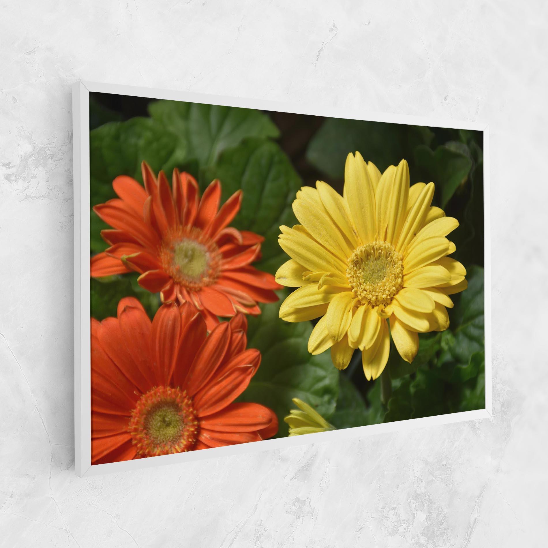 Vászonkép Orange Yellow Daisy mockup 1
