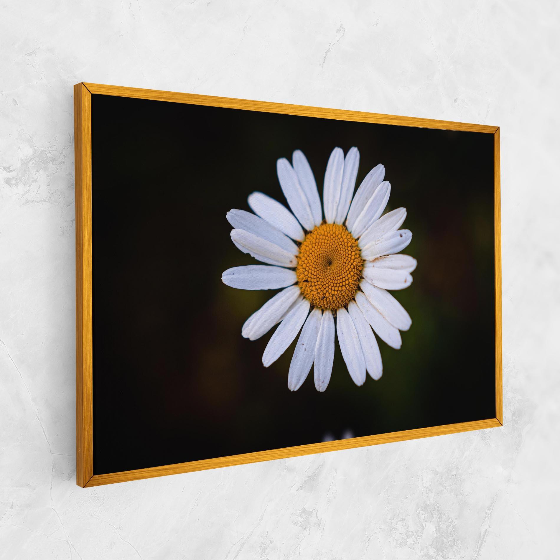 Vászonkép Big Yellow Center Daisy mockup 1