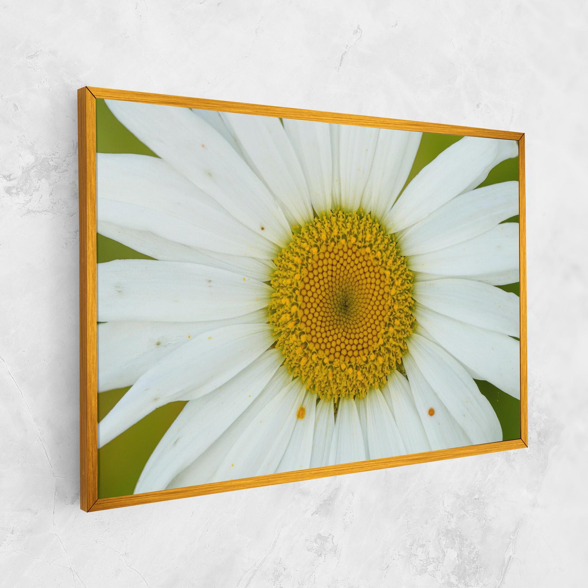 Vászonkép Daisy Close Up mockup 1