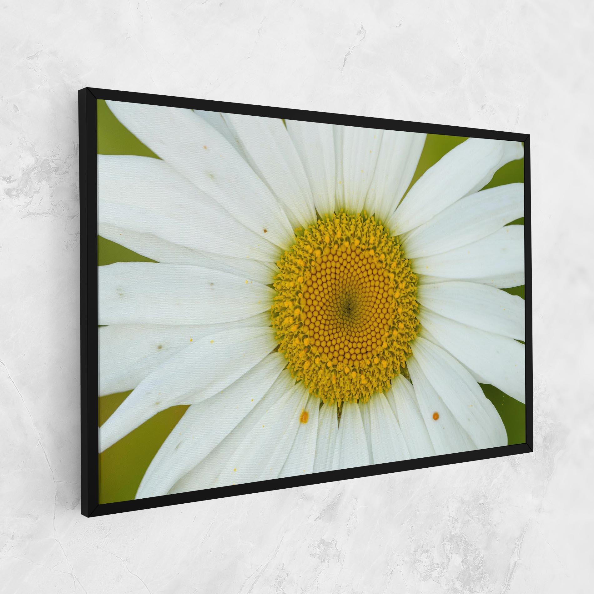 Vászonkép Daisy Close Up mockup 1