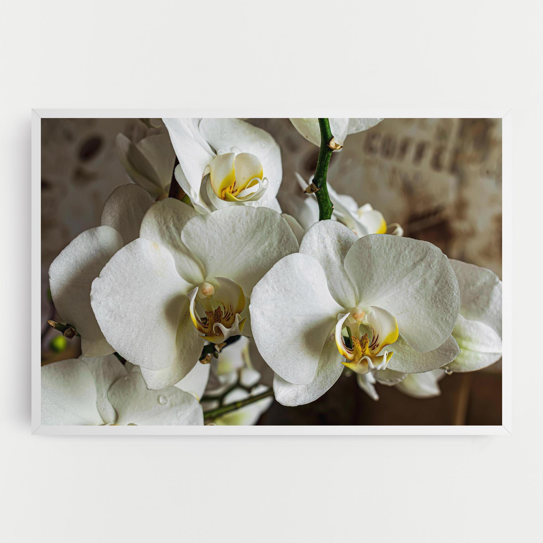 Vászonkép Beautiful White Orchids mockup 0