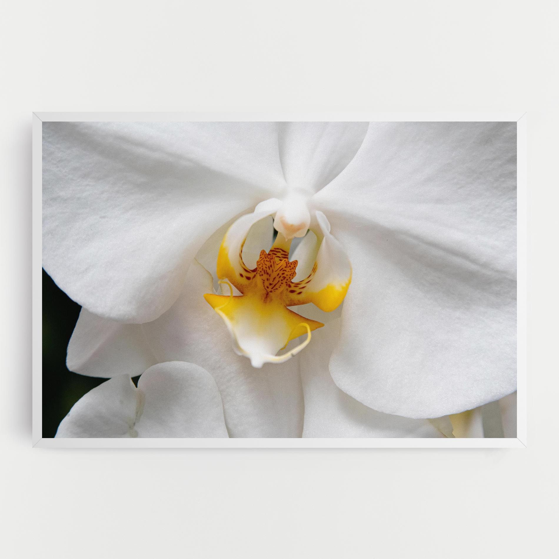 Big Orchid Close Up mockup 0