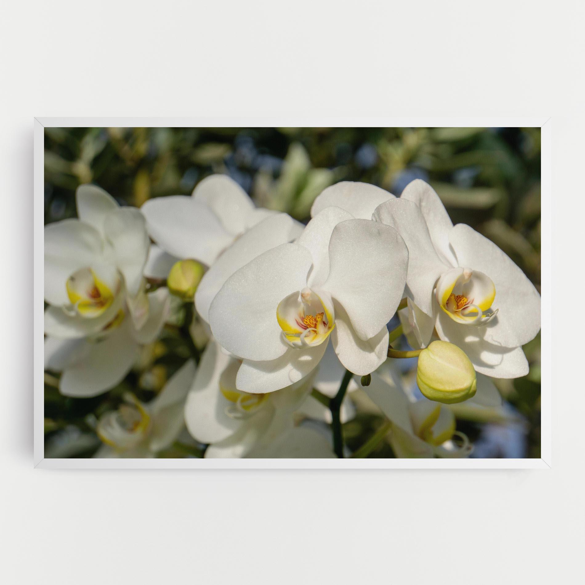 Vászonkép Big Orchids In Nature mockup 0