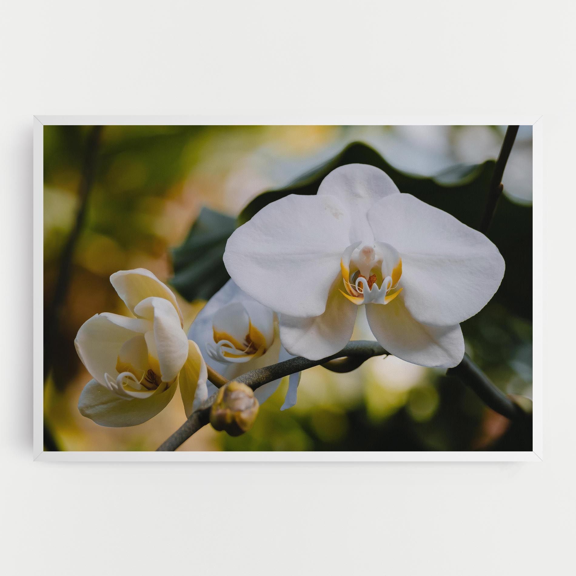 Cream Orchid In Nature mockup 0