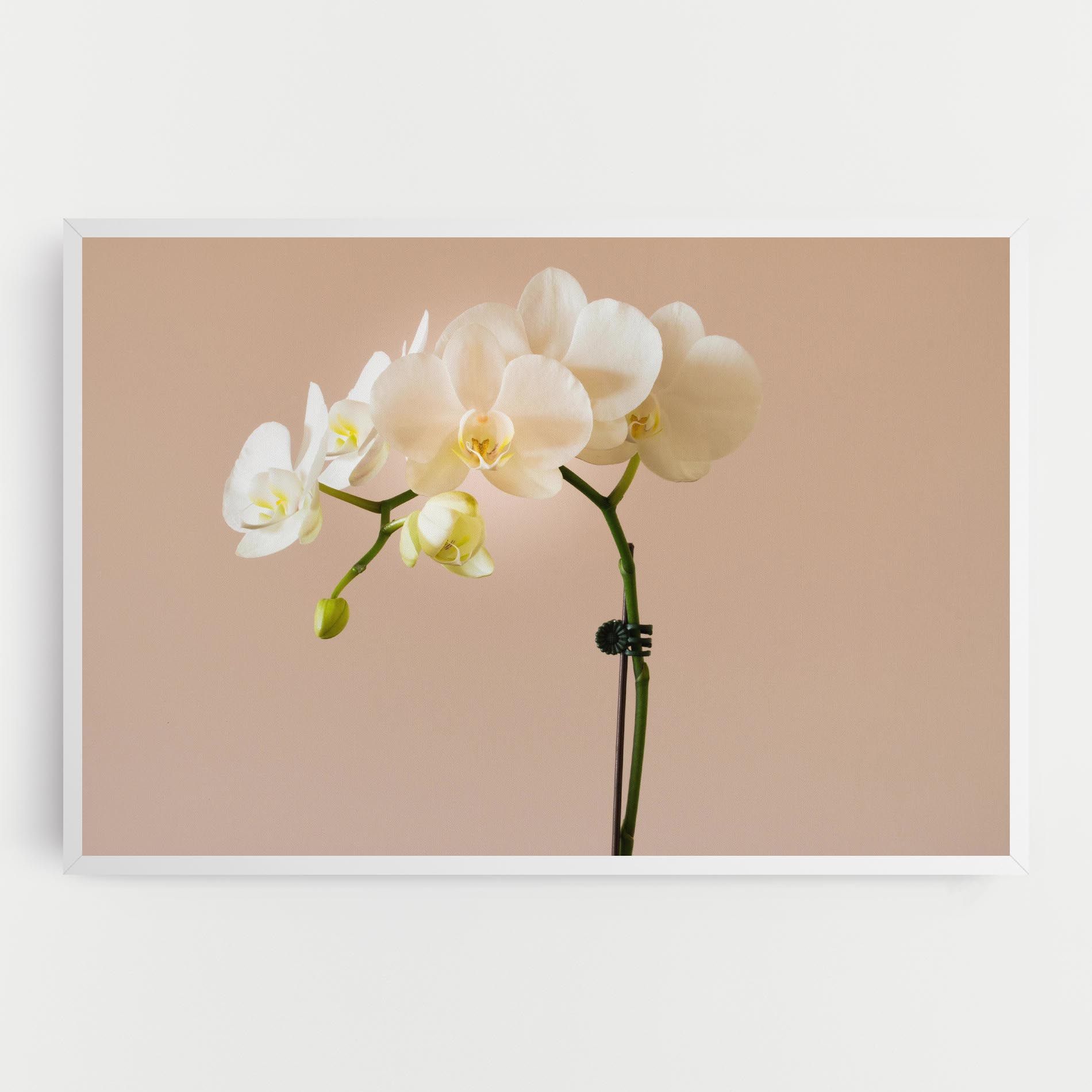Cream Orchid On Pink mockup 0