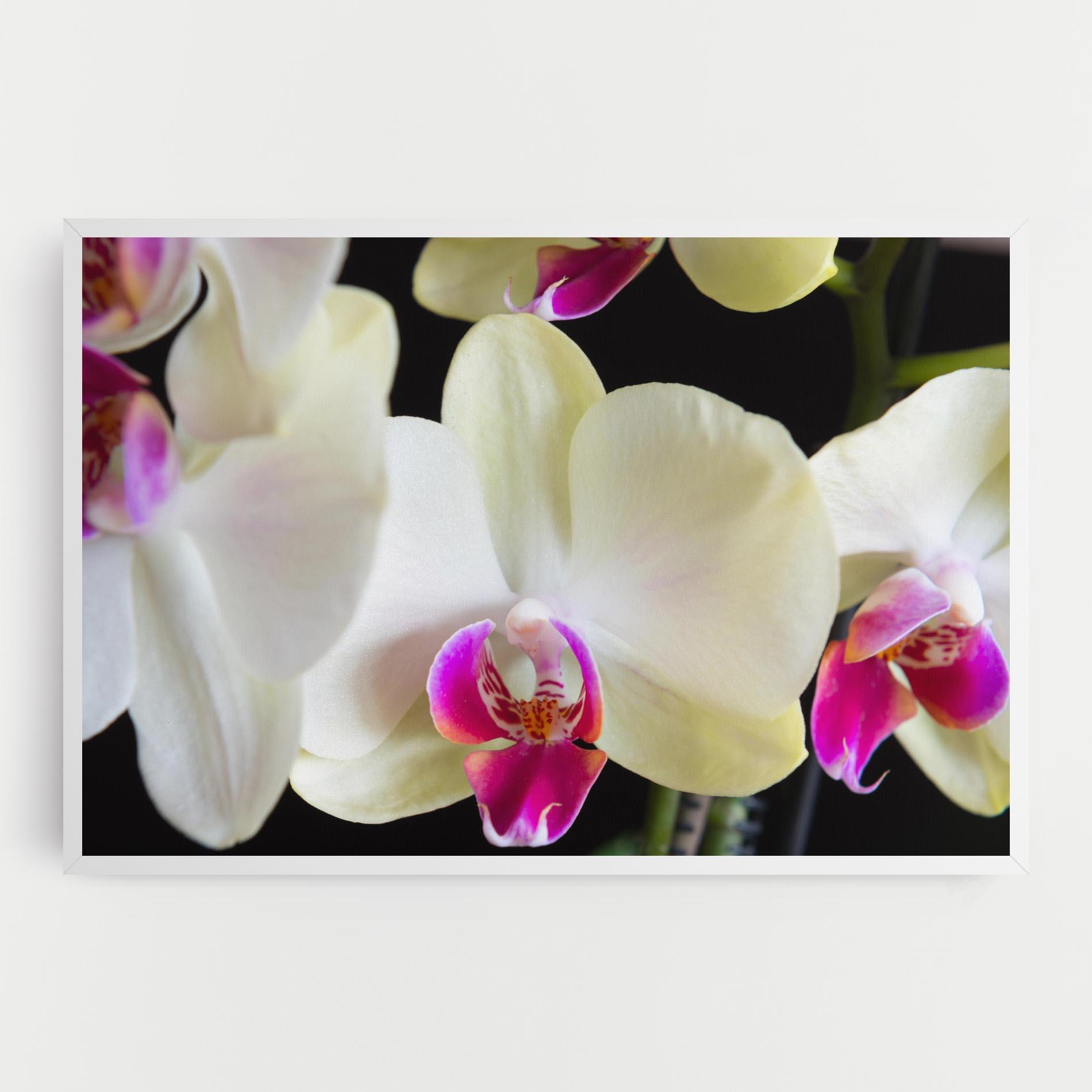 Vászonkép Cream Purple Orchids mockup 0