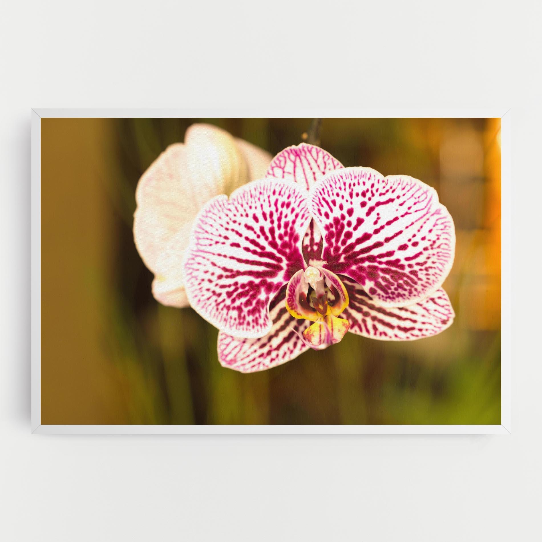 Vászonkép Garden Orchids mockup 0