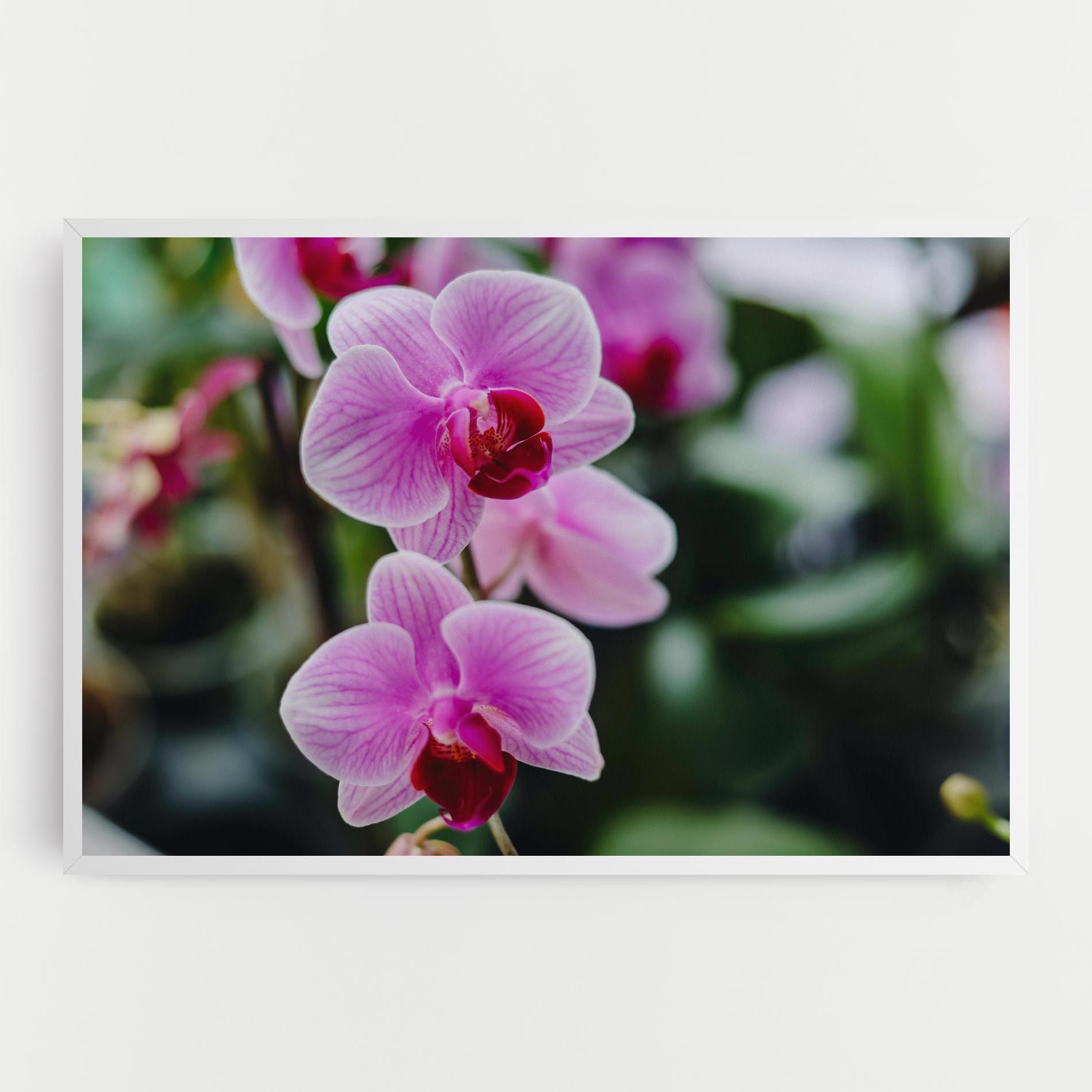 Garden Purple Orchids mockup 0