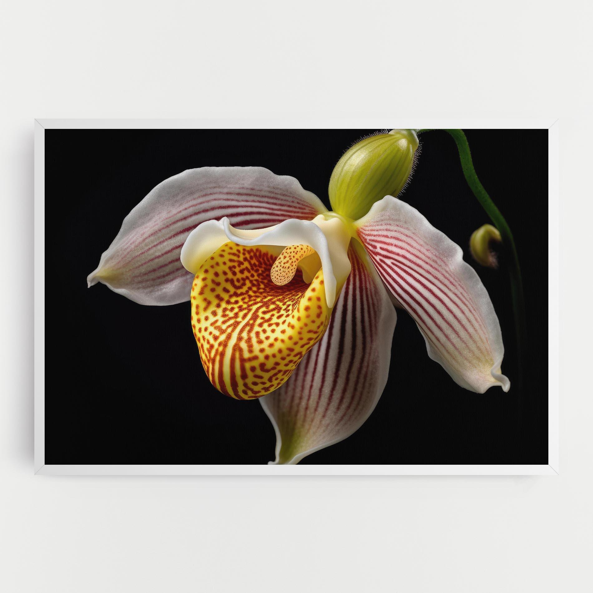 Vászonkép Orchid On Black mockup 0