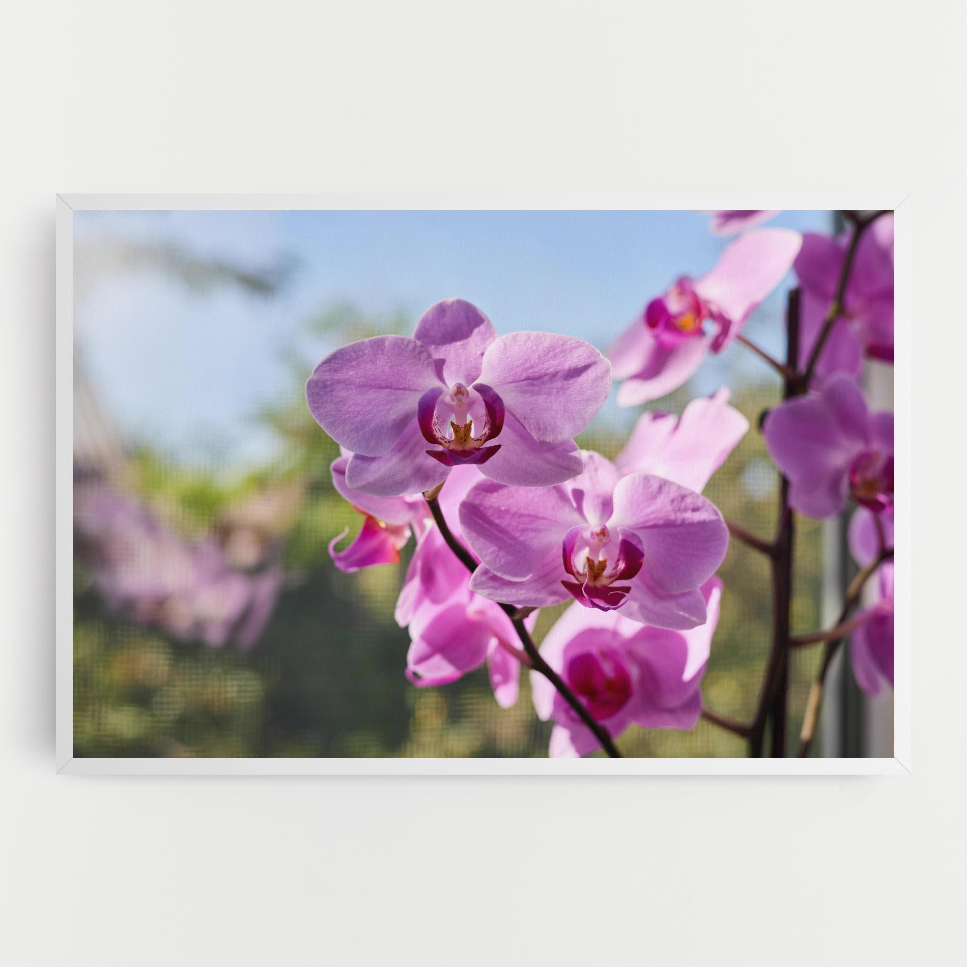 Vászonkép Orchids In The Garden mockup 0