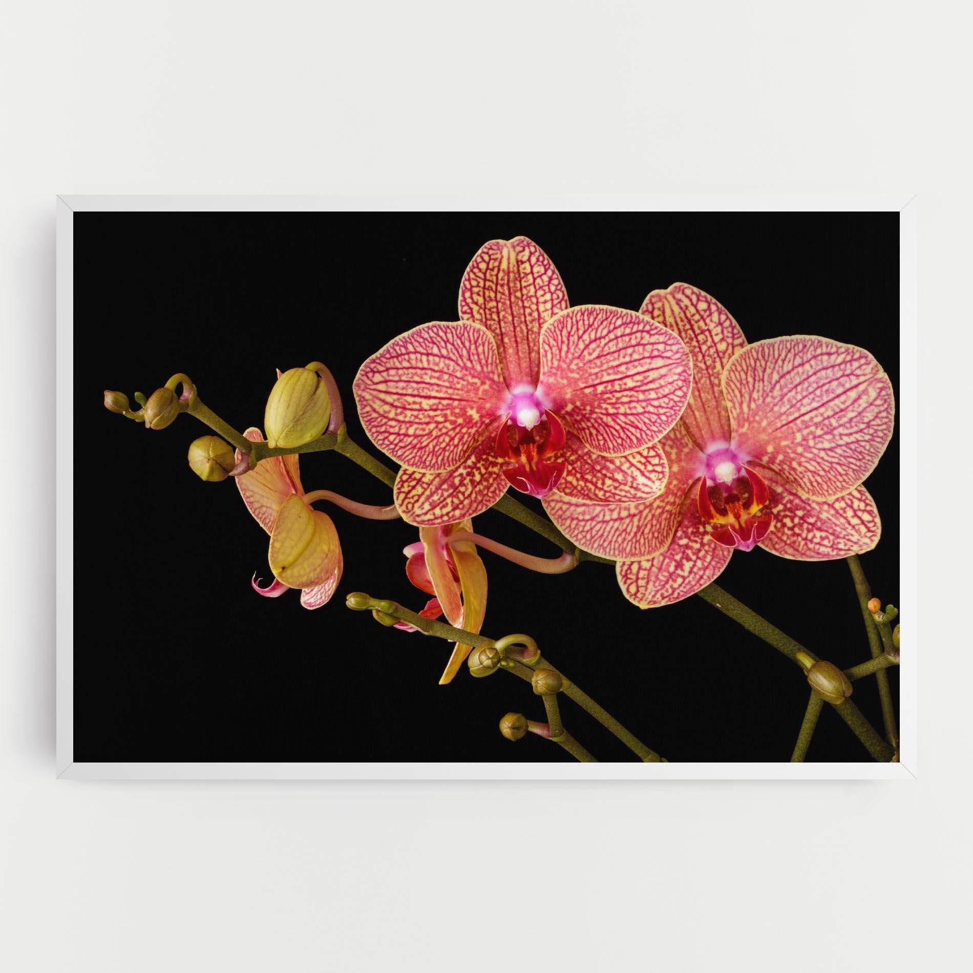 Vászonkép Pink Orchids On Black mockup 0