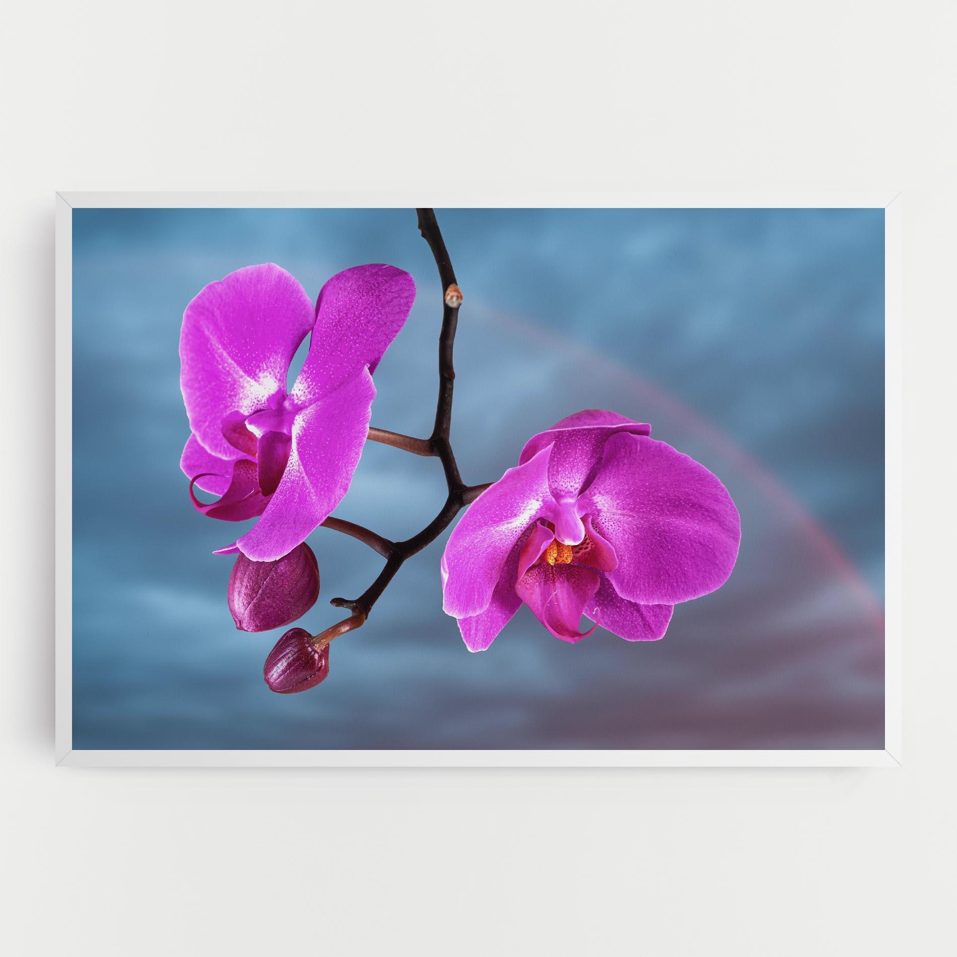 Vászonkép Sky Purple Orchid mockup 0