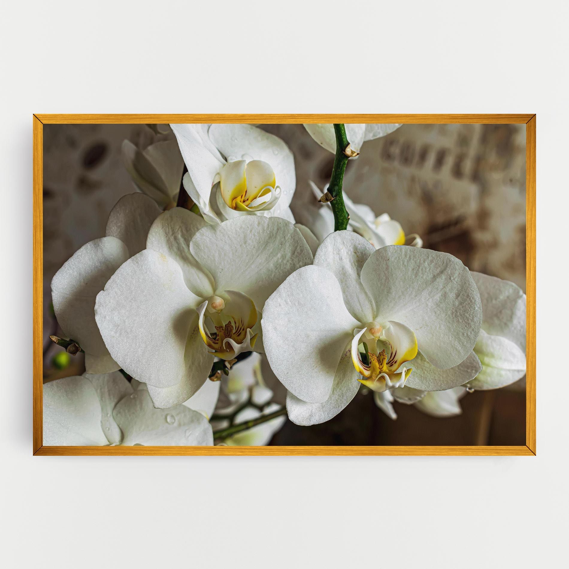 Beautiful White Orchids mockup 0