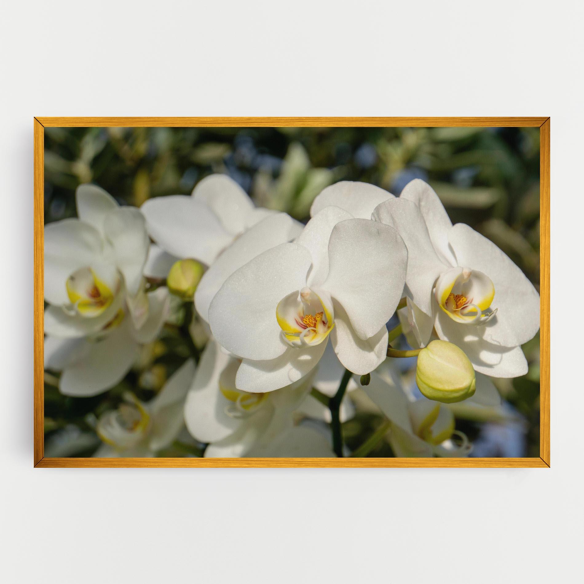 Vászonkép Big Orchids In Nature mockup 0