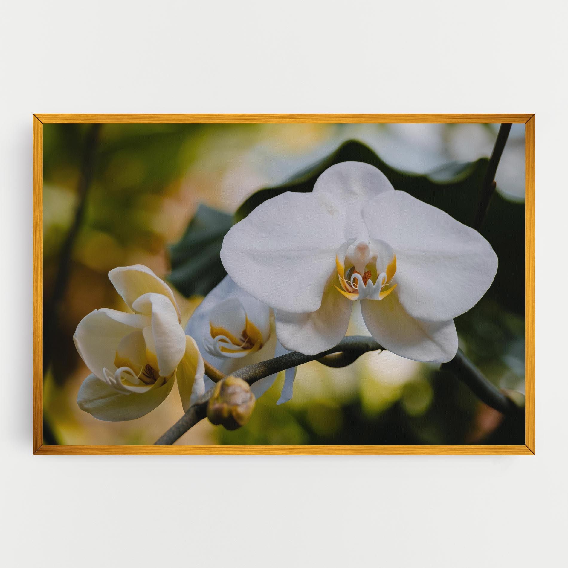Cream Orchid In Nature mockup 0