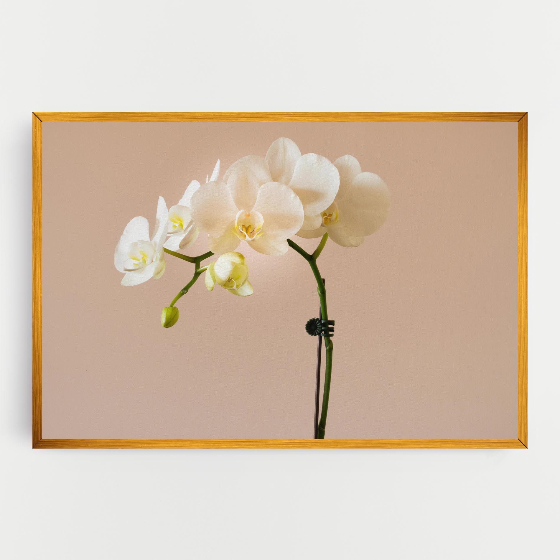 Cream Orchid On Pink mockup 0