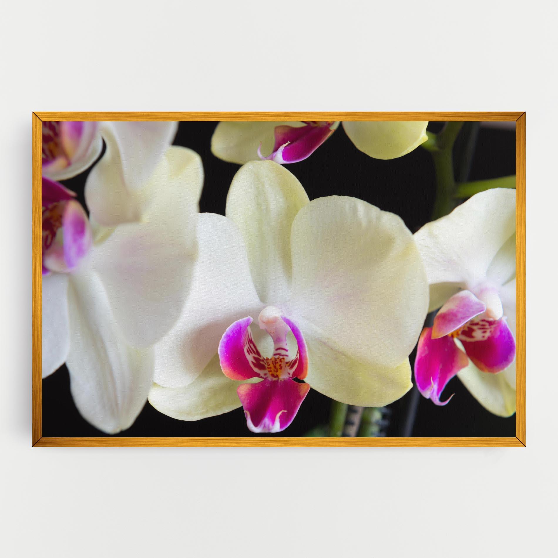 Vászonkép Cream Purple Orchids mockup 0